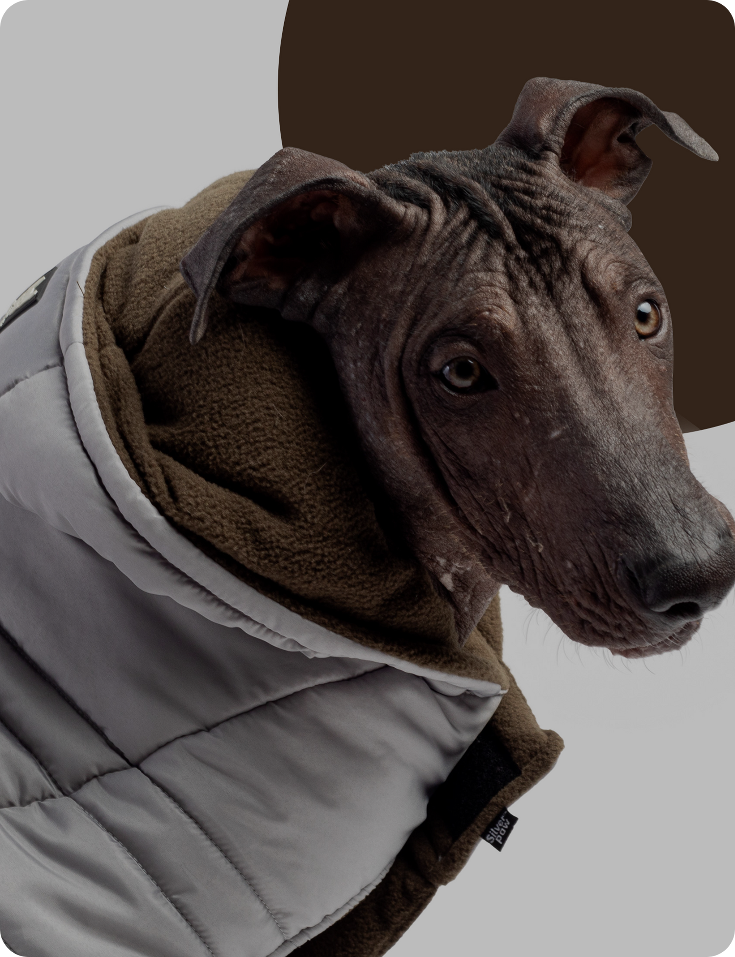 wear dog collection