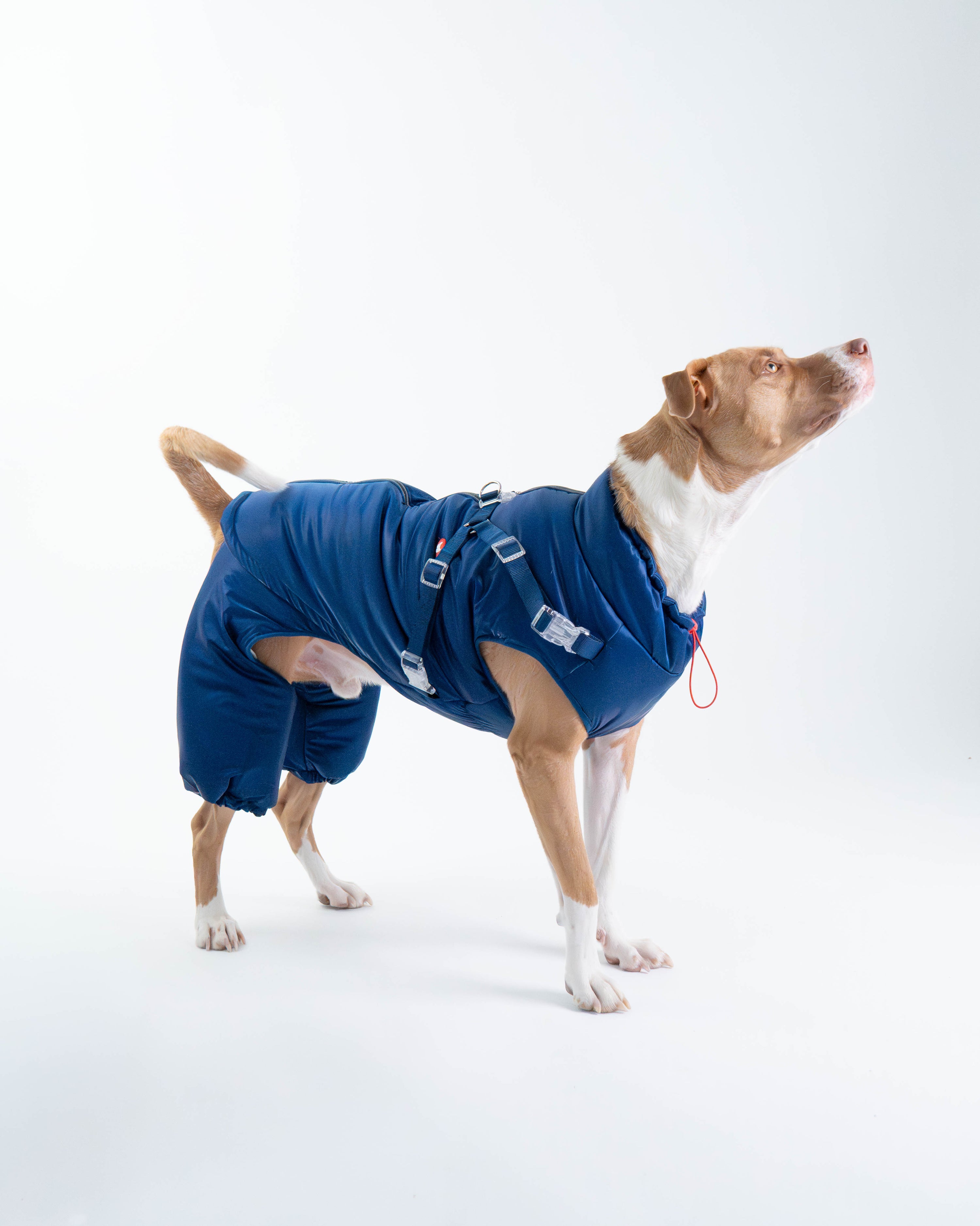 Winter Jacket (test)