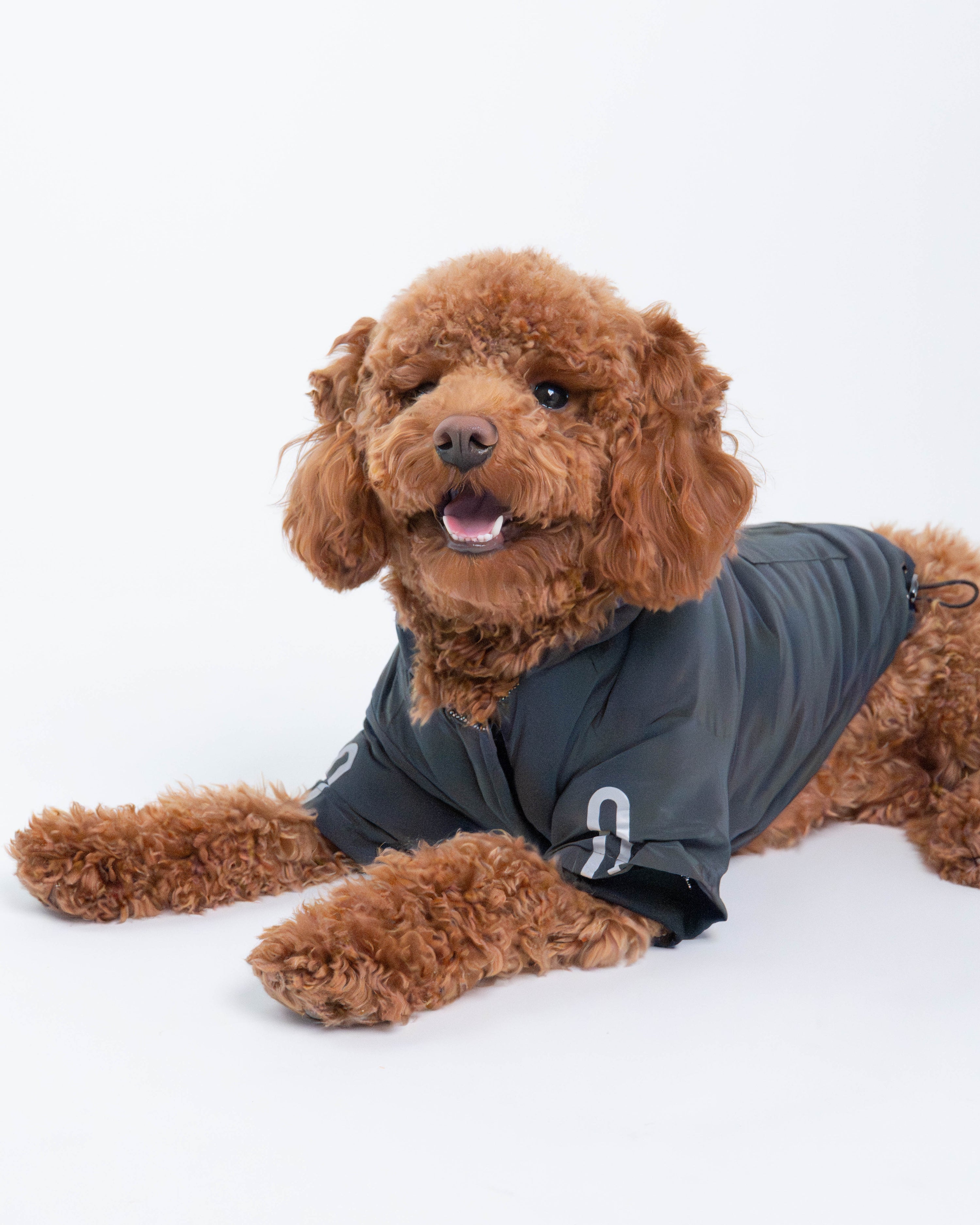 Yves Padded Winter Dog Jacket