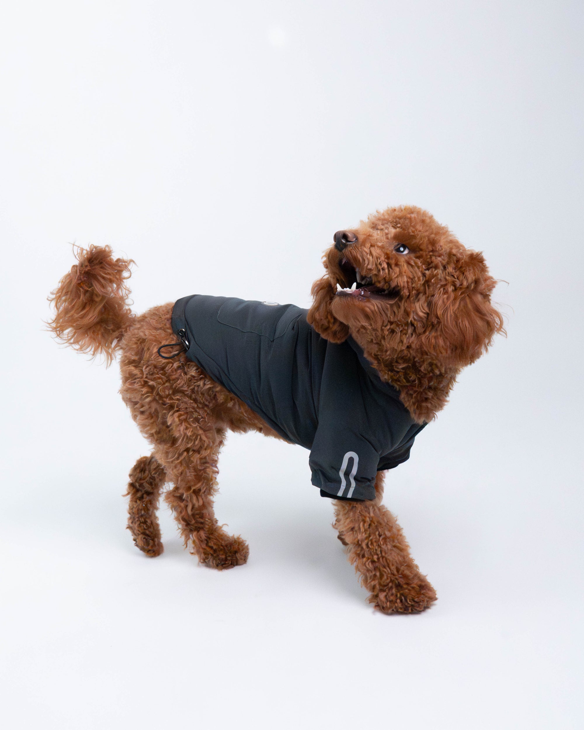 Yves Padded Winter Dog Jacket