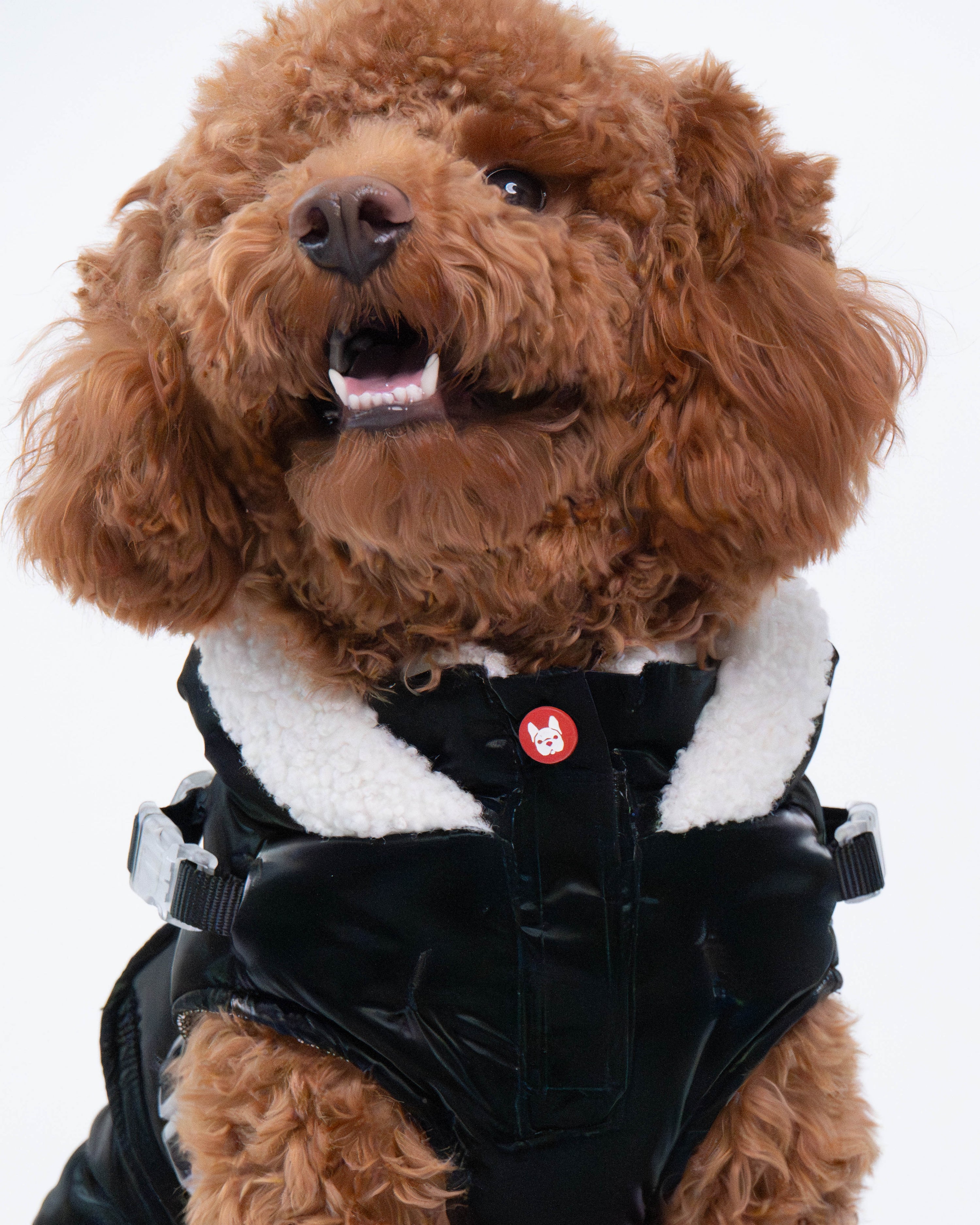 Zara Puffer Dog Jacket
