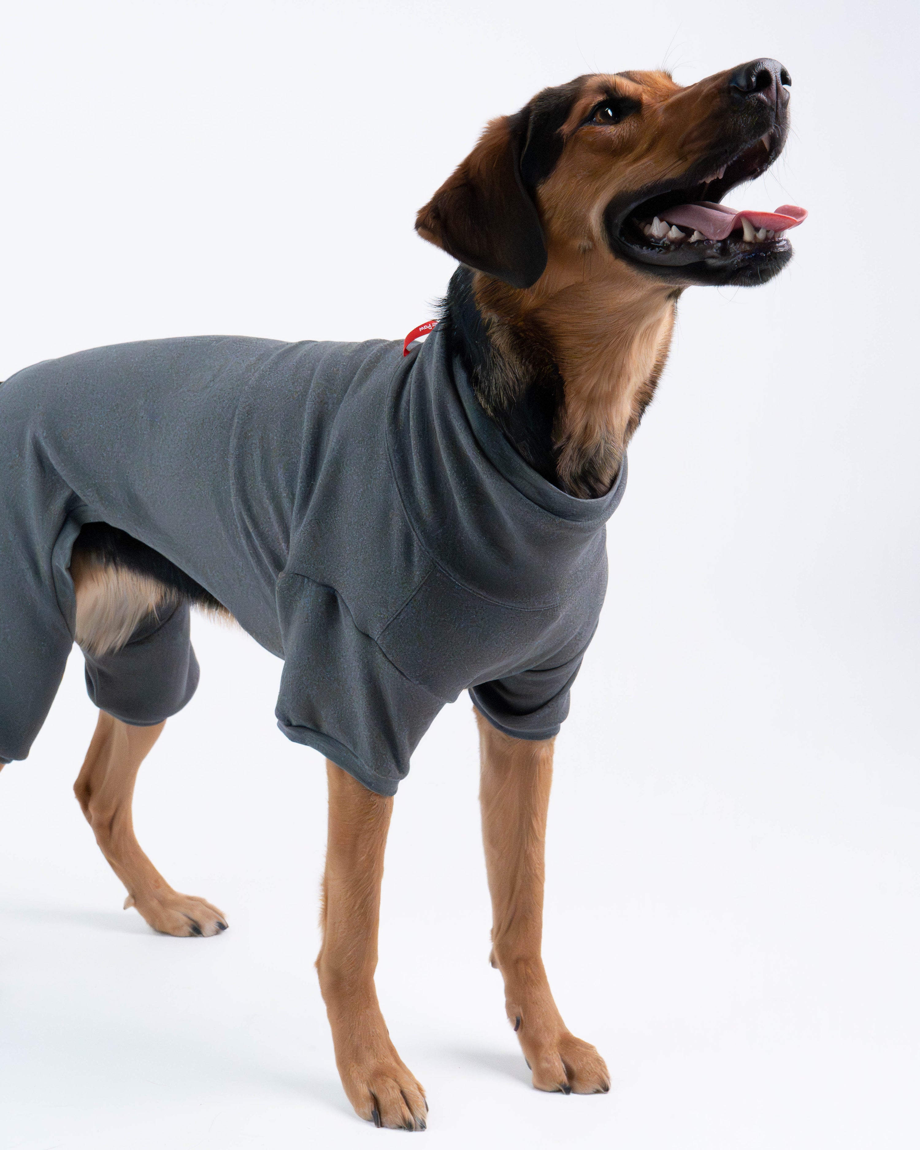 Sophia Dog Deshedding Body Suit