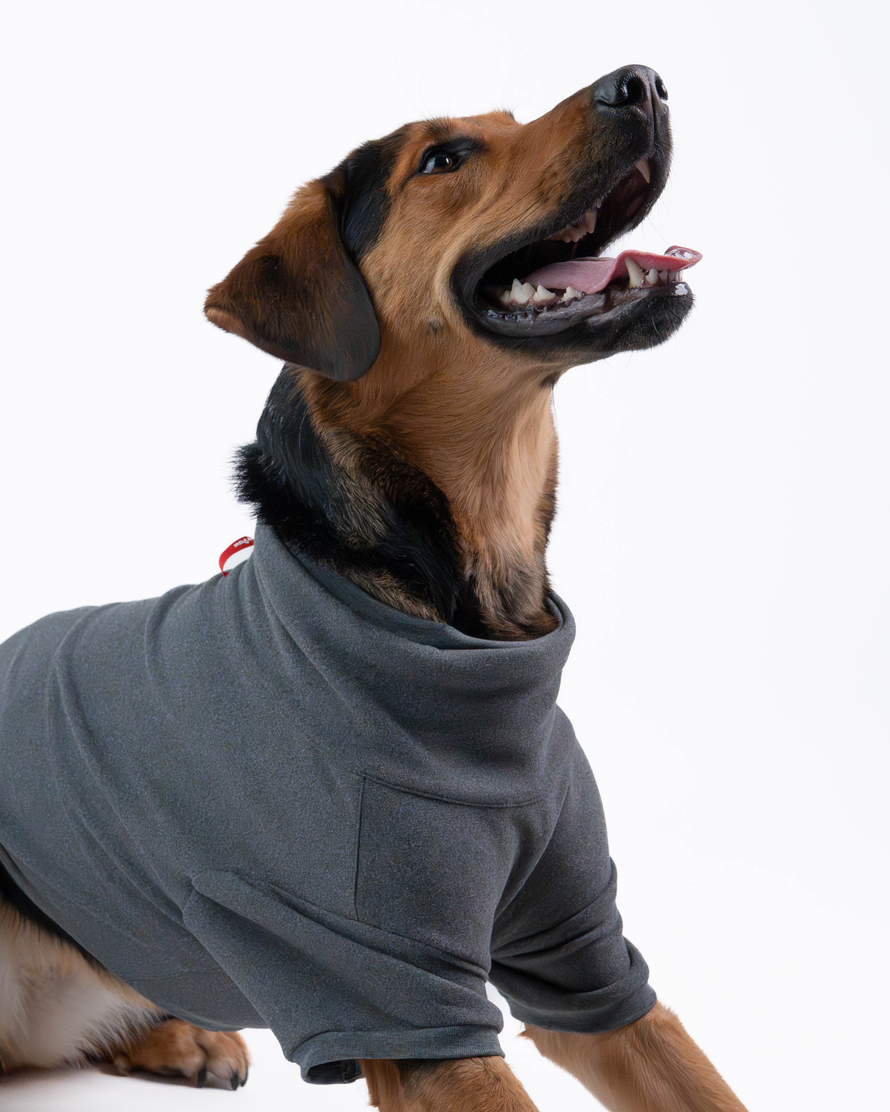 Sophia Dog Deshedding Body Suit