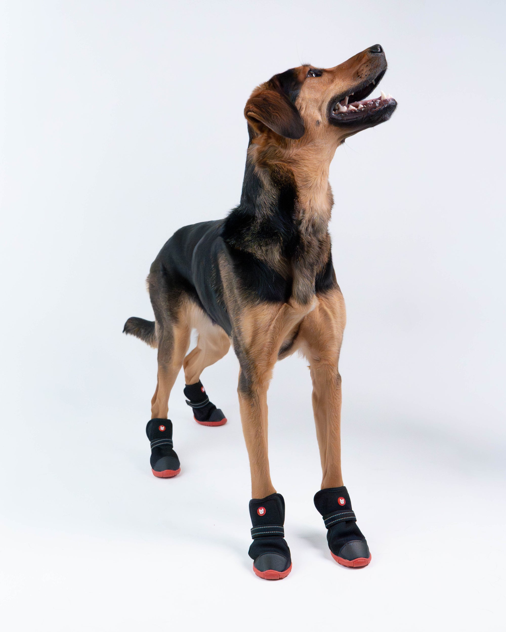 Ren Winter Dog Boots
