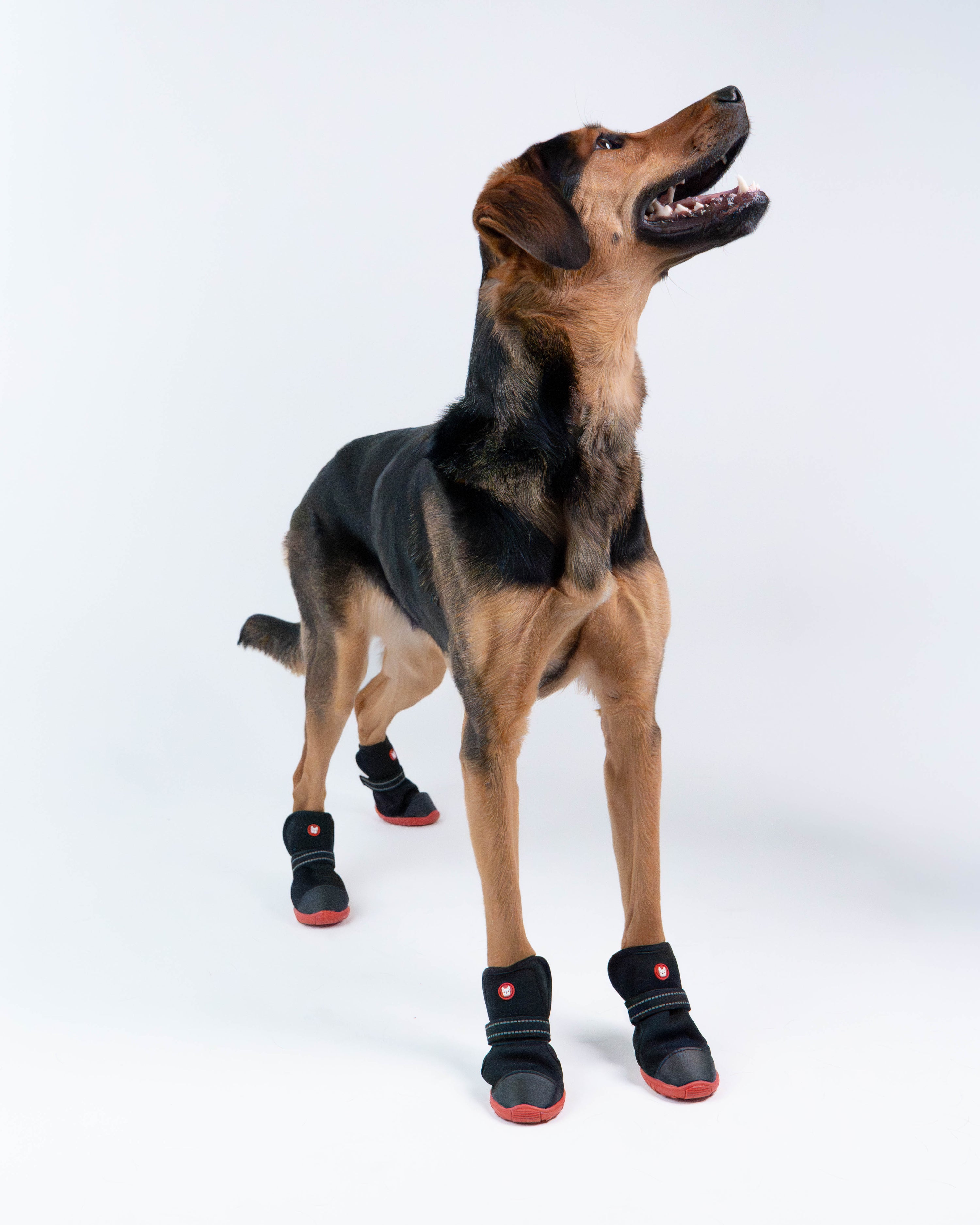 Ren Winter Dog Boots