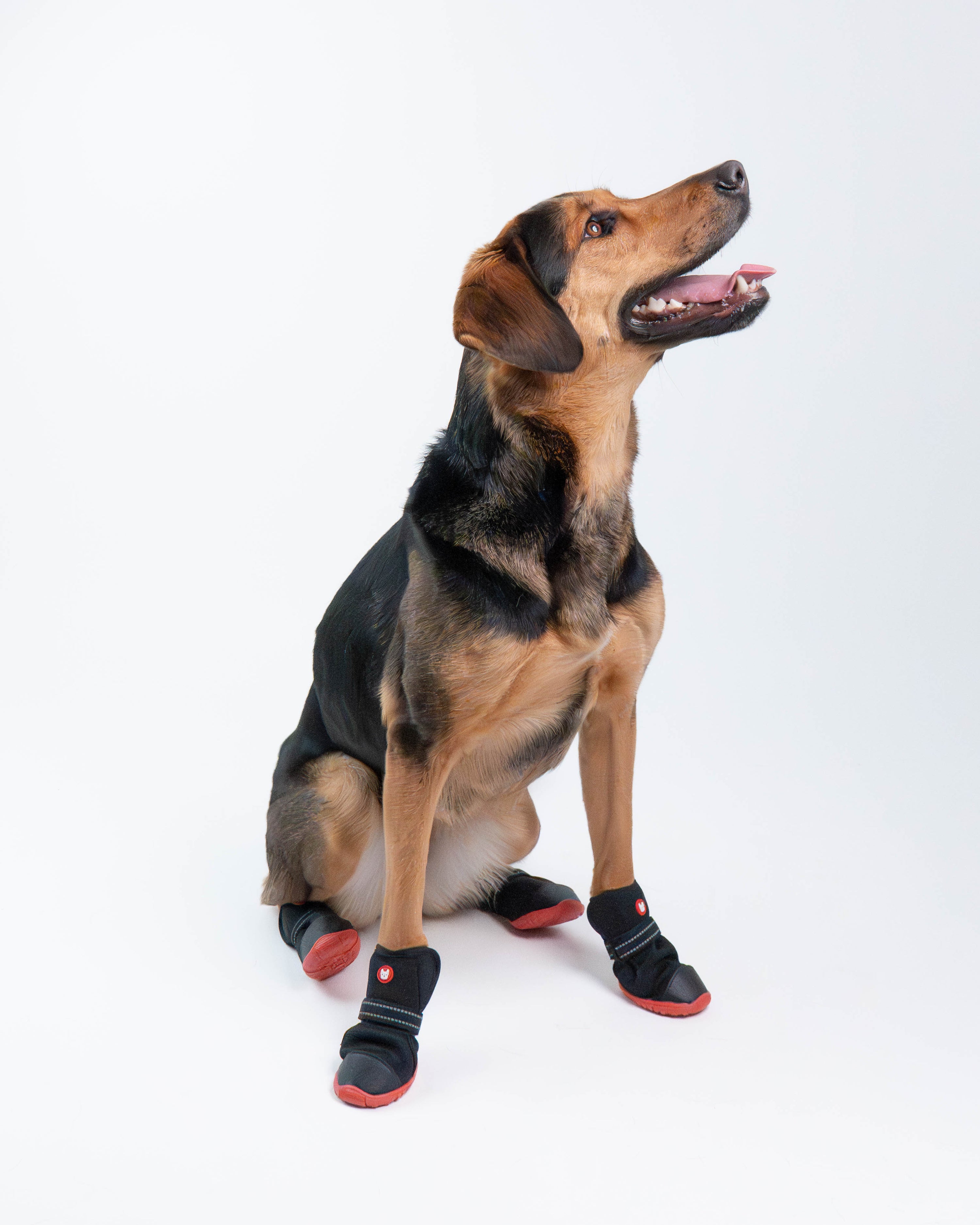 Ren Winter Dog Boots