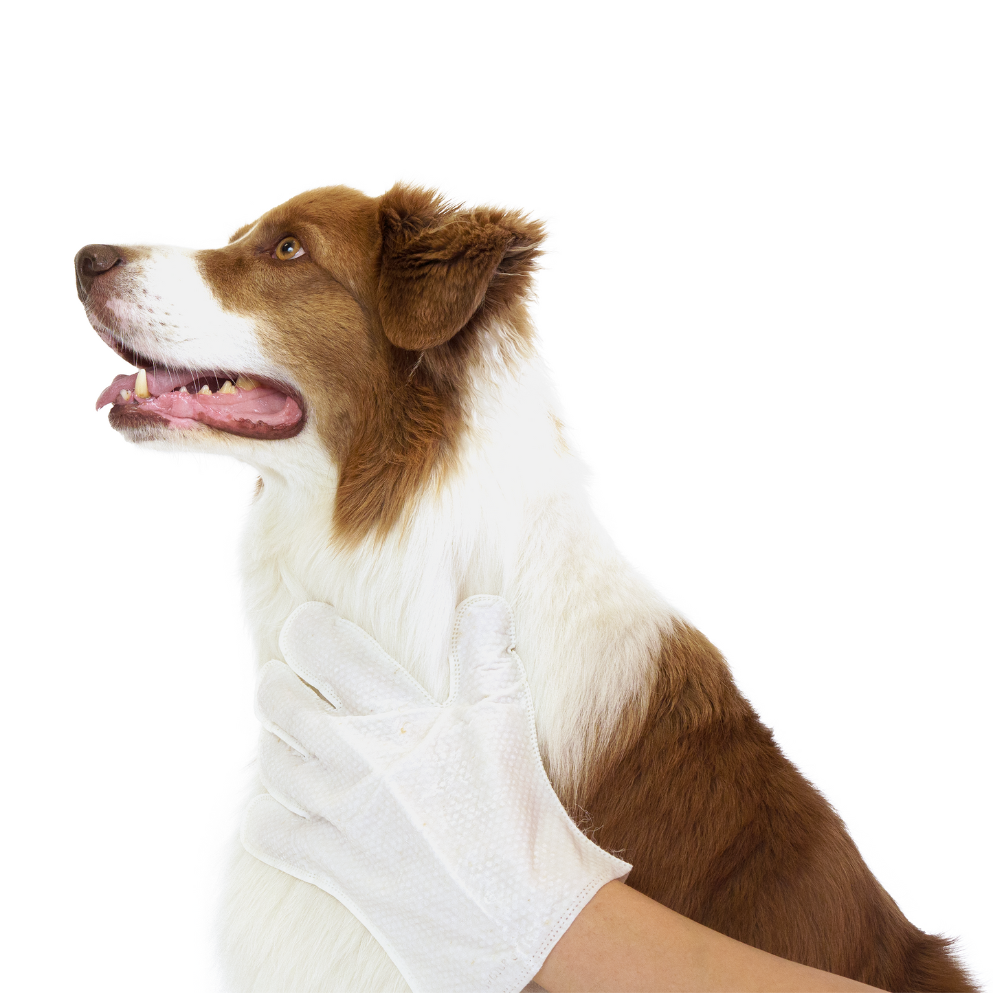 Eco Pet Glove Wipes from Pineapple and Banana Fiber