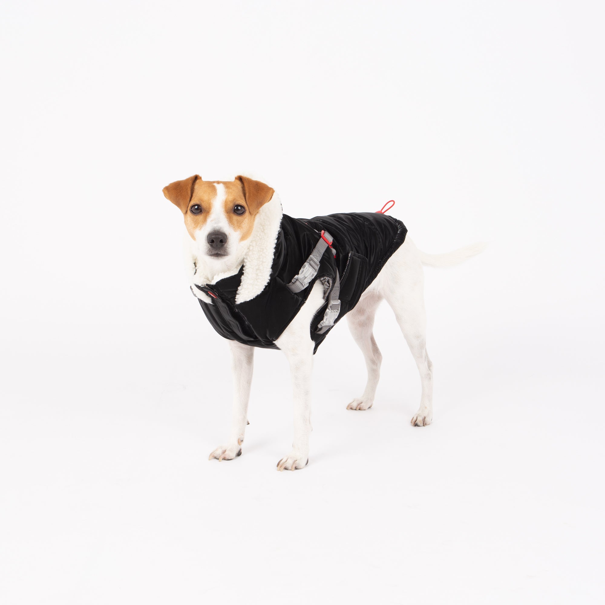 Zara Puffer Dog Jacket
