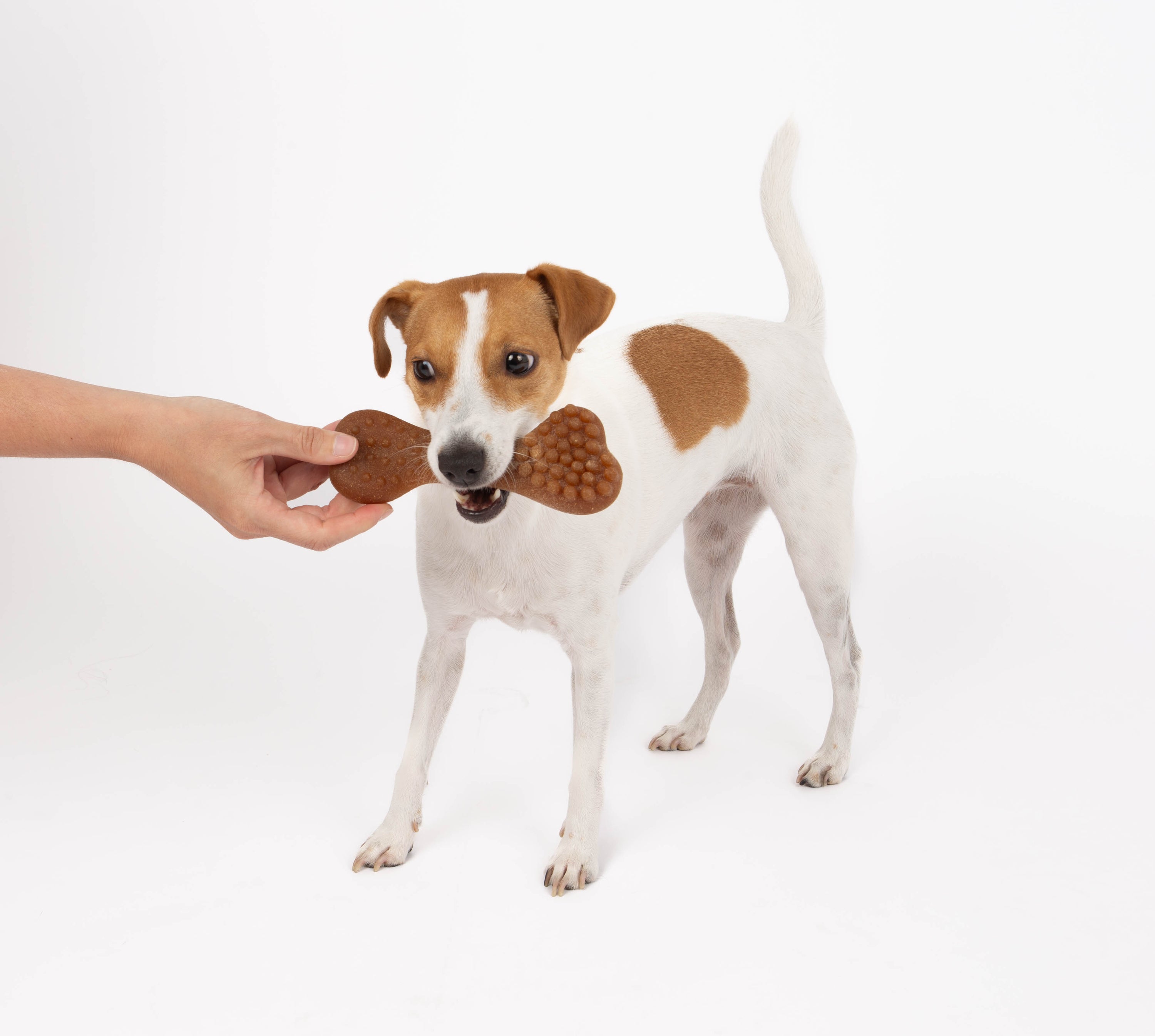 Bambooz 3 Pack Bamboo Dog Toy - Small