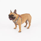 Dog wearing a harness on a white background