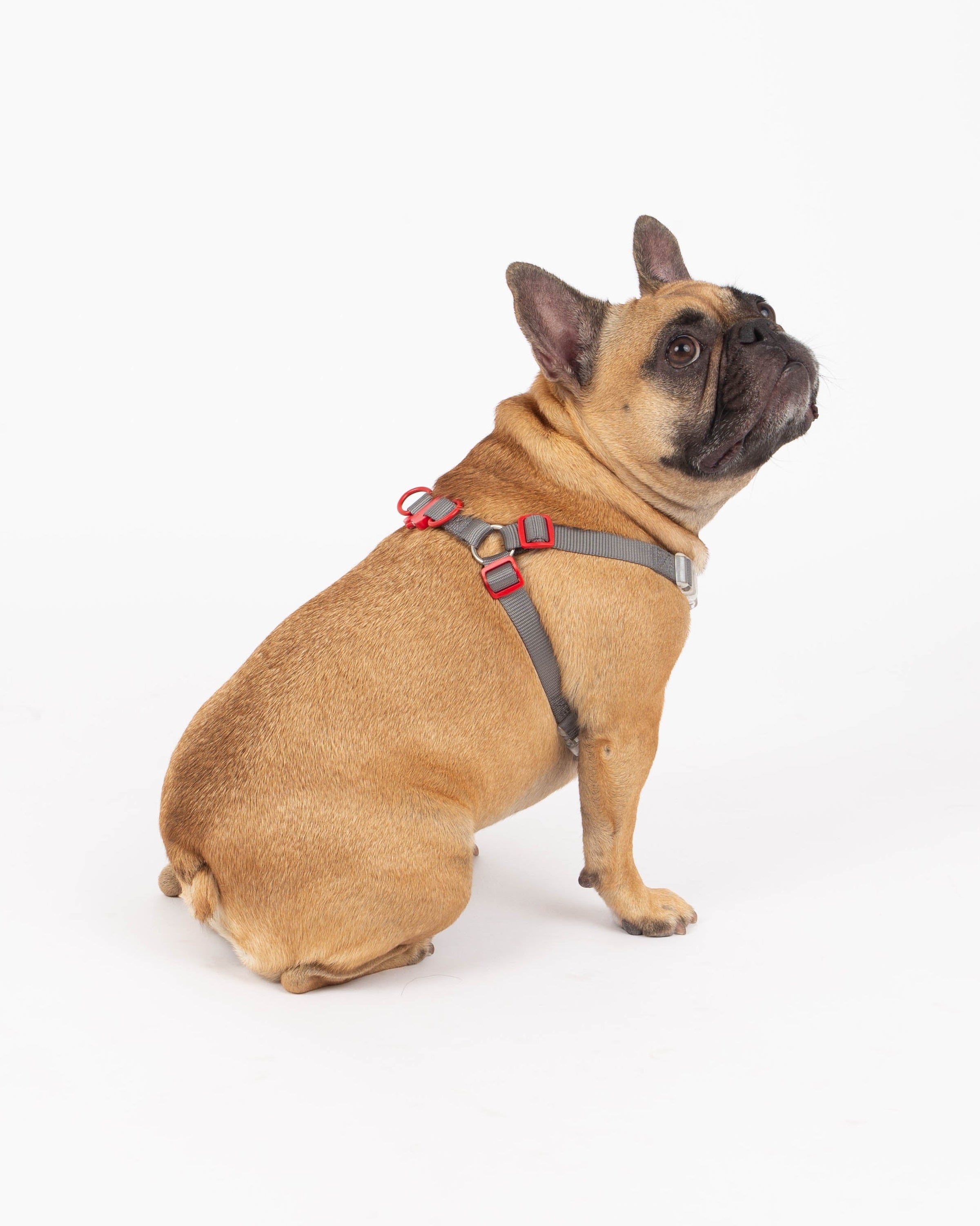 Brown dog wearing a harness on a white background