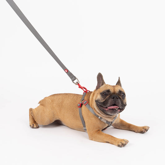 Dog on a leash lying on a white background