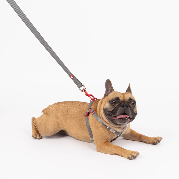 Dog on a leash lying on a white background