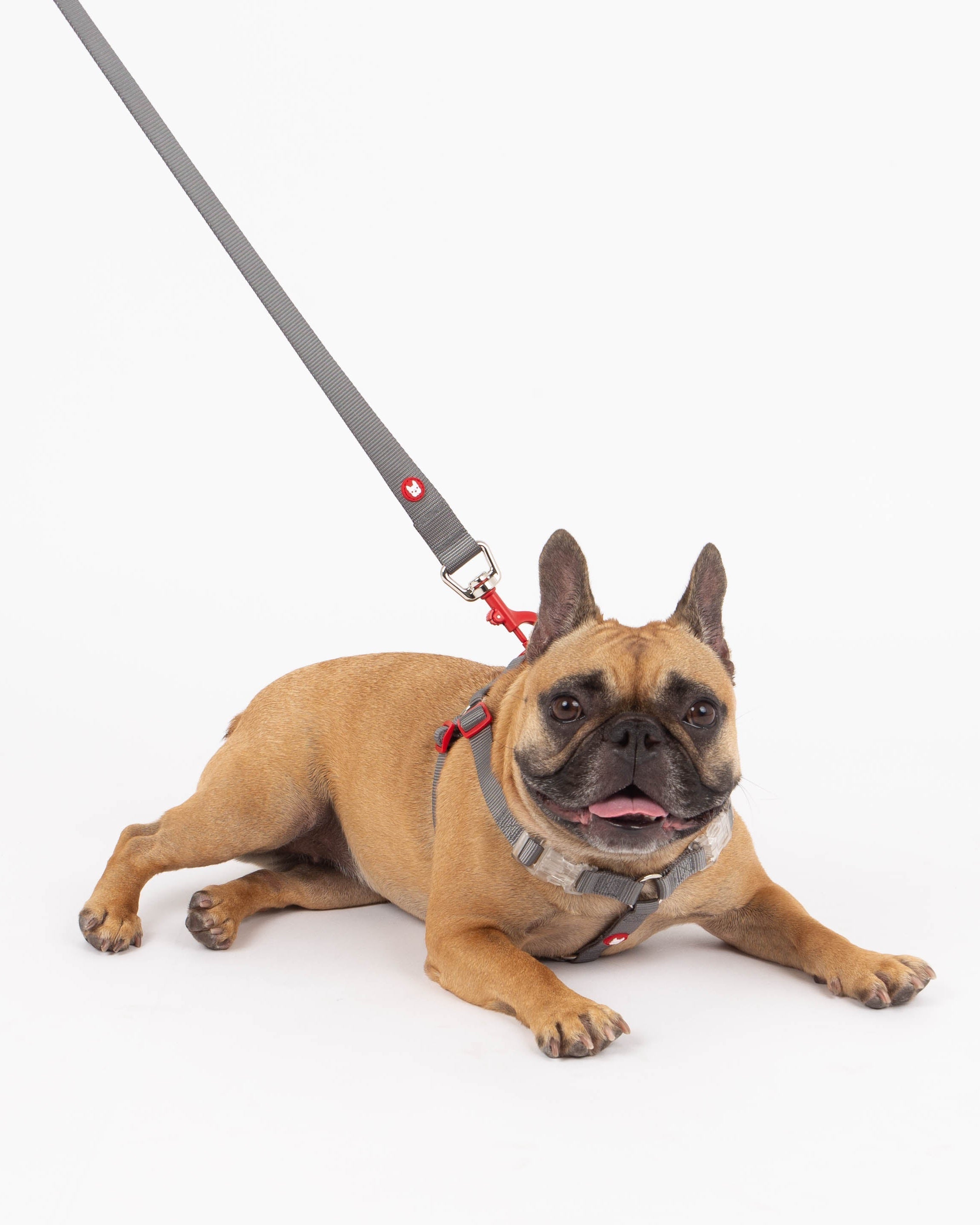 Dog on a leash with a collar on a white background