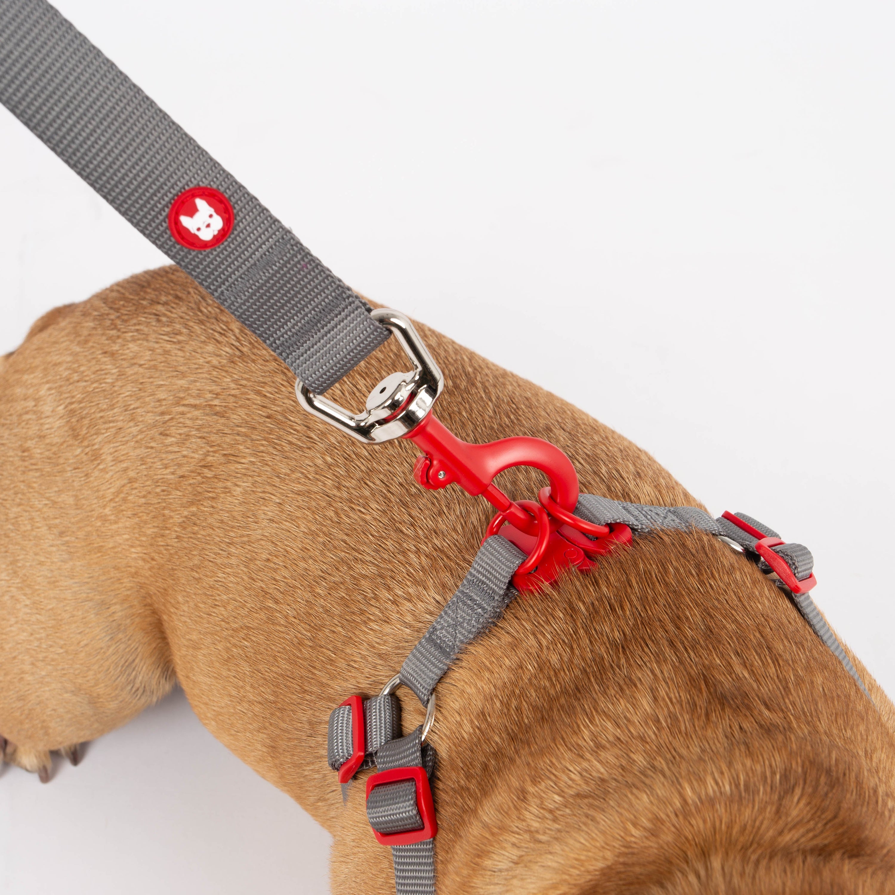 Maximus Webbing Grey Dog Leash