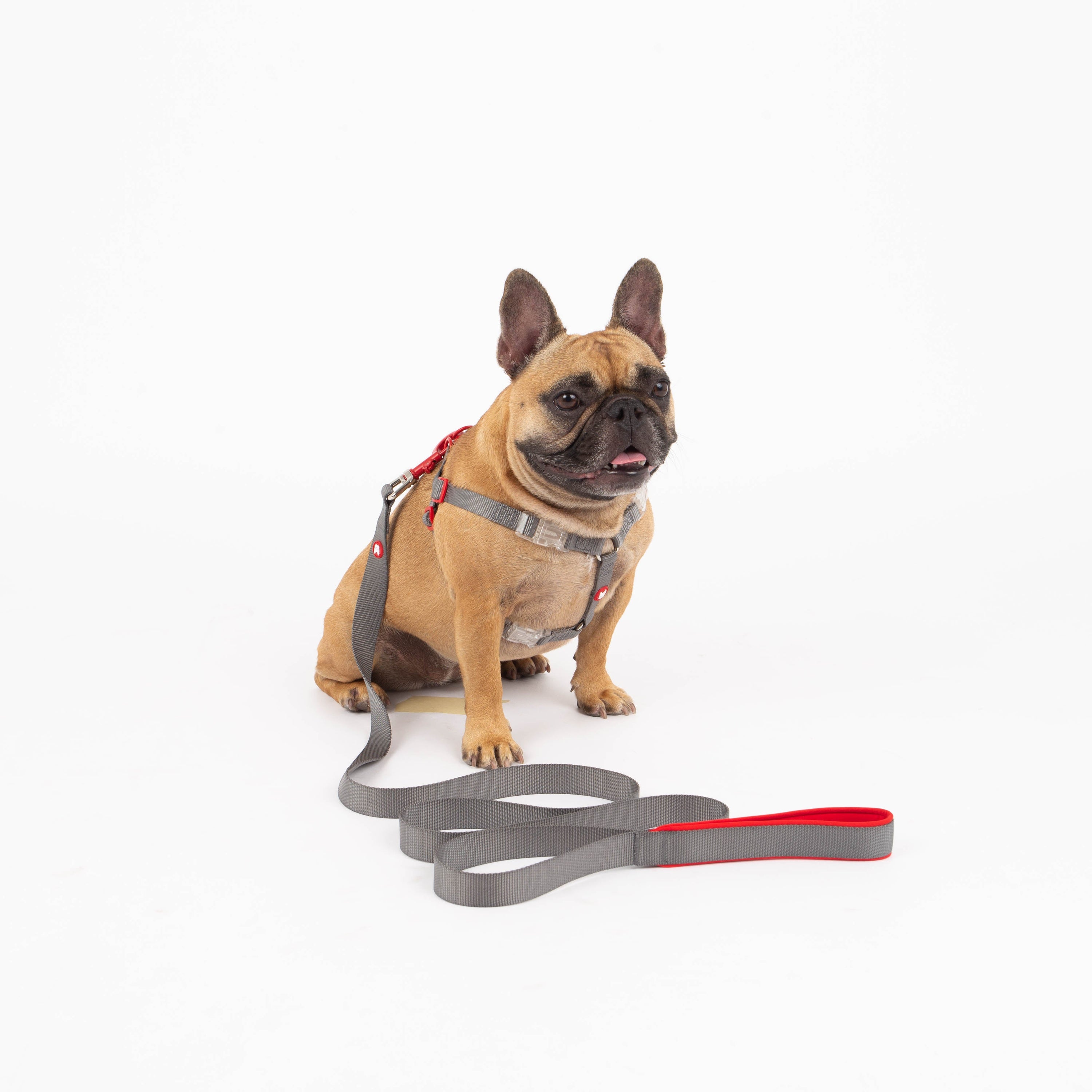 Maximus Webbing Grey Dog Leash
