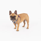 Small dog wearing a blue harness on a white background