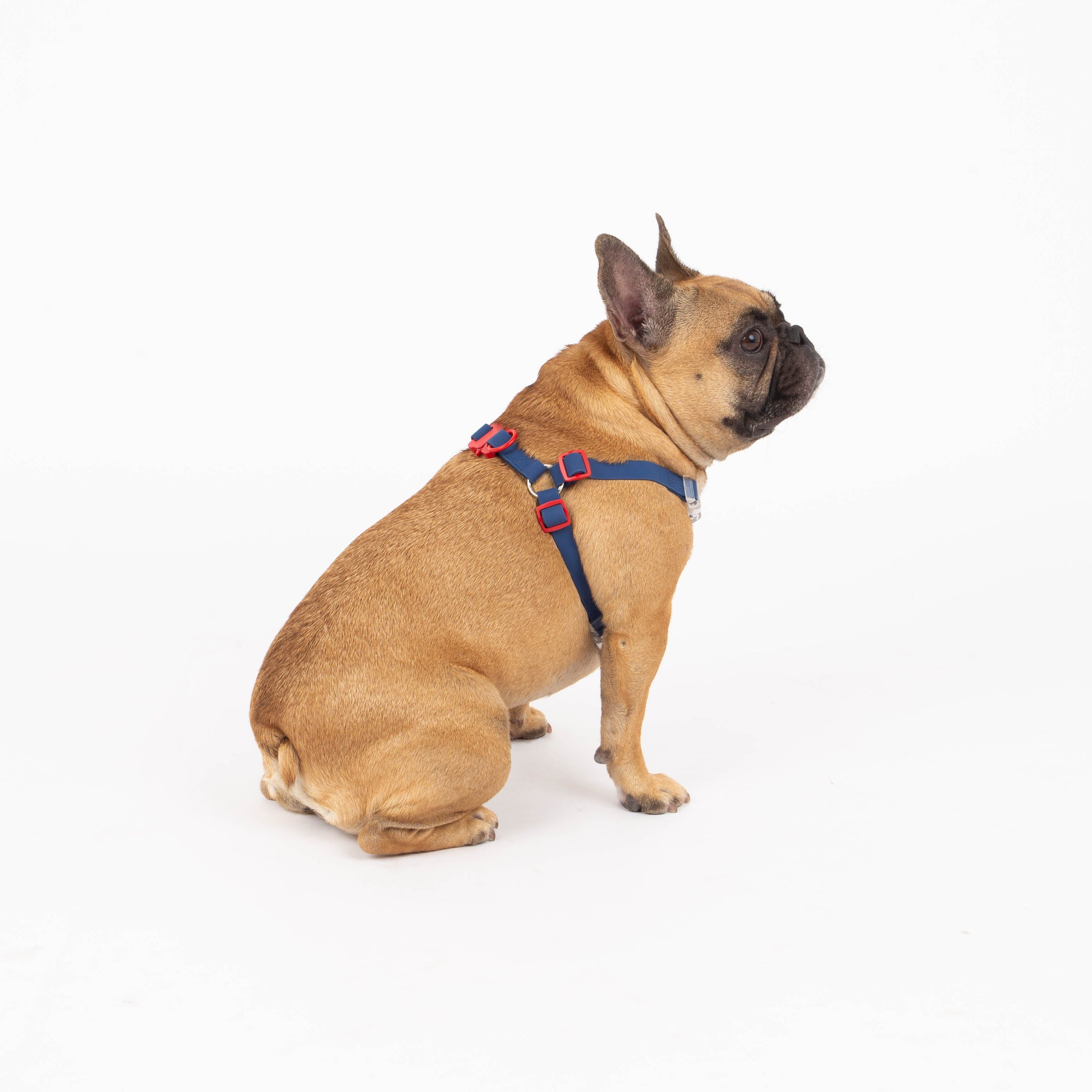 Maximus Silicon Navy Dog Harness