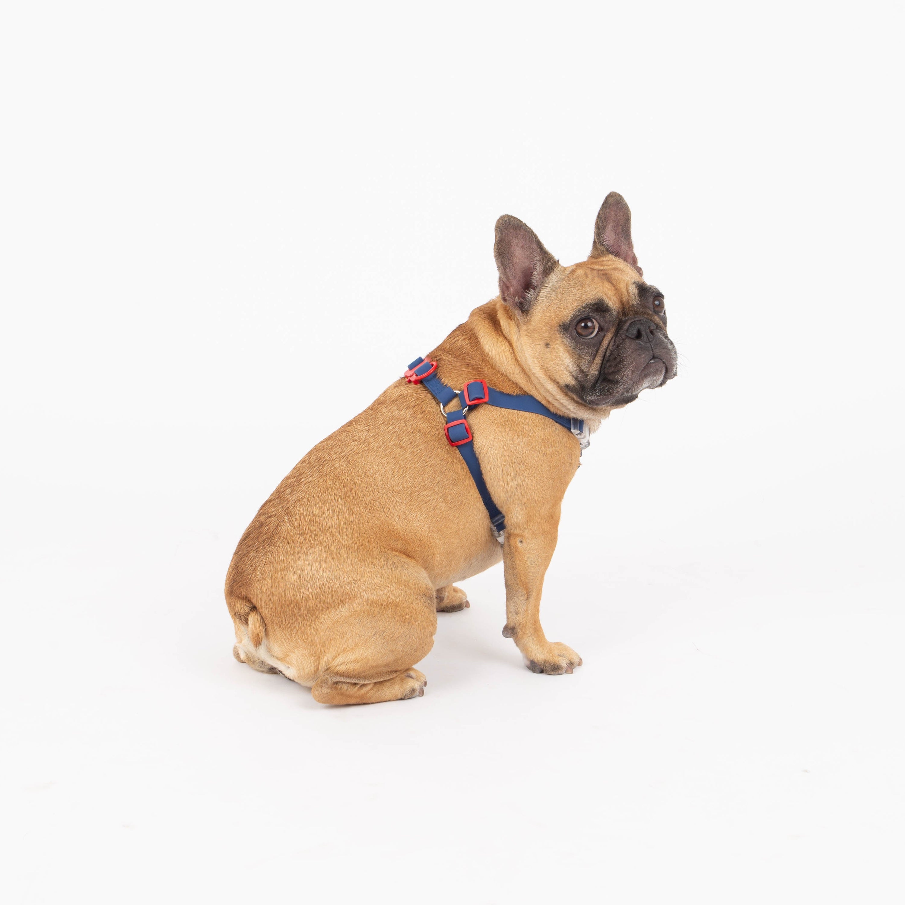 Maximus Silicon Navy Dog Harness