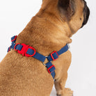Dog wearing a blue and red harness on a white background