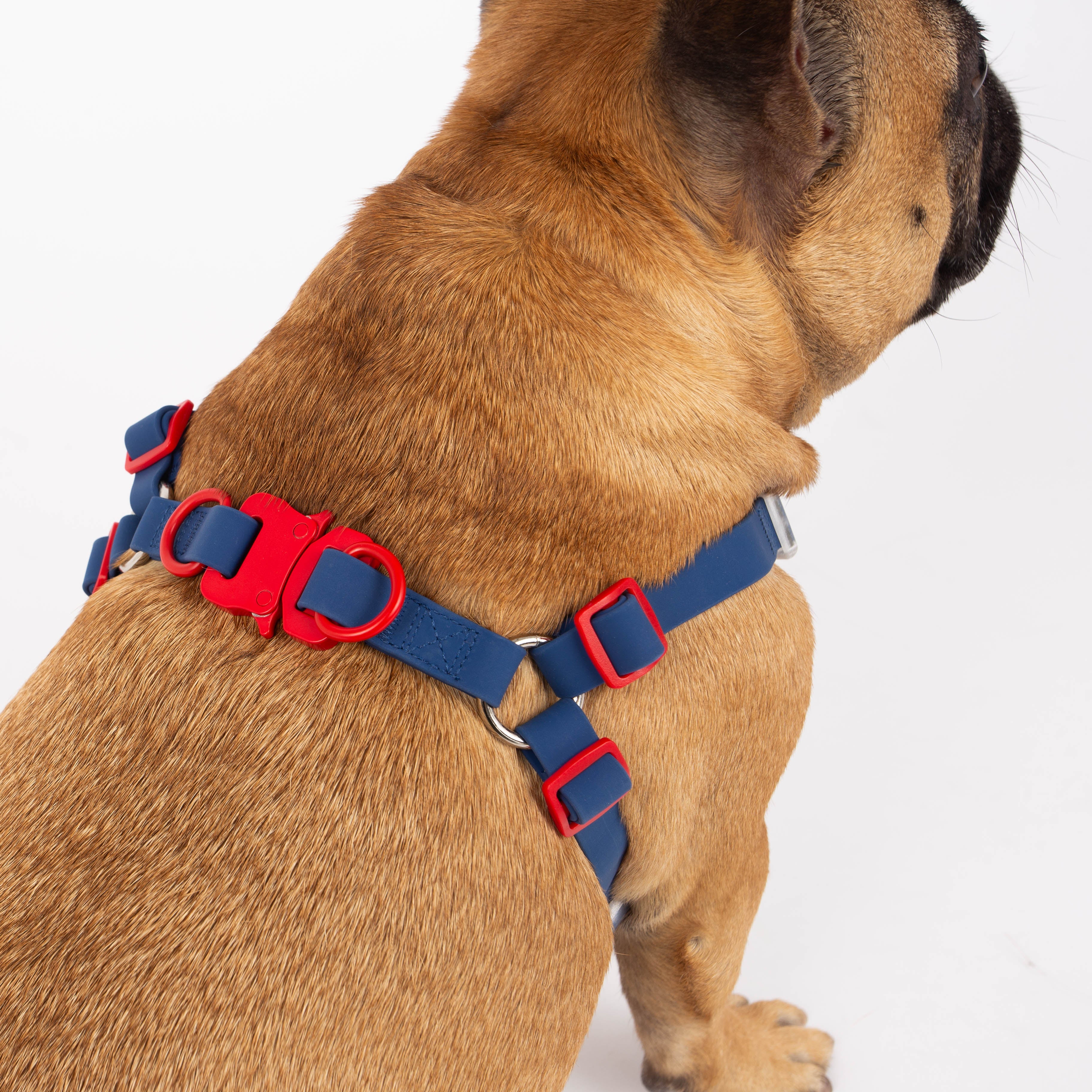 Dog wearing a blue and red harness on a white background