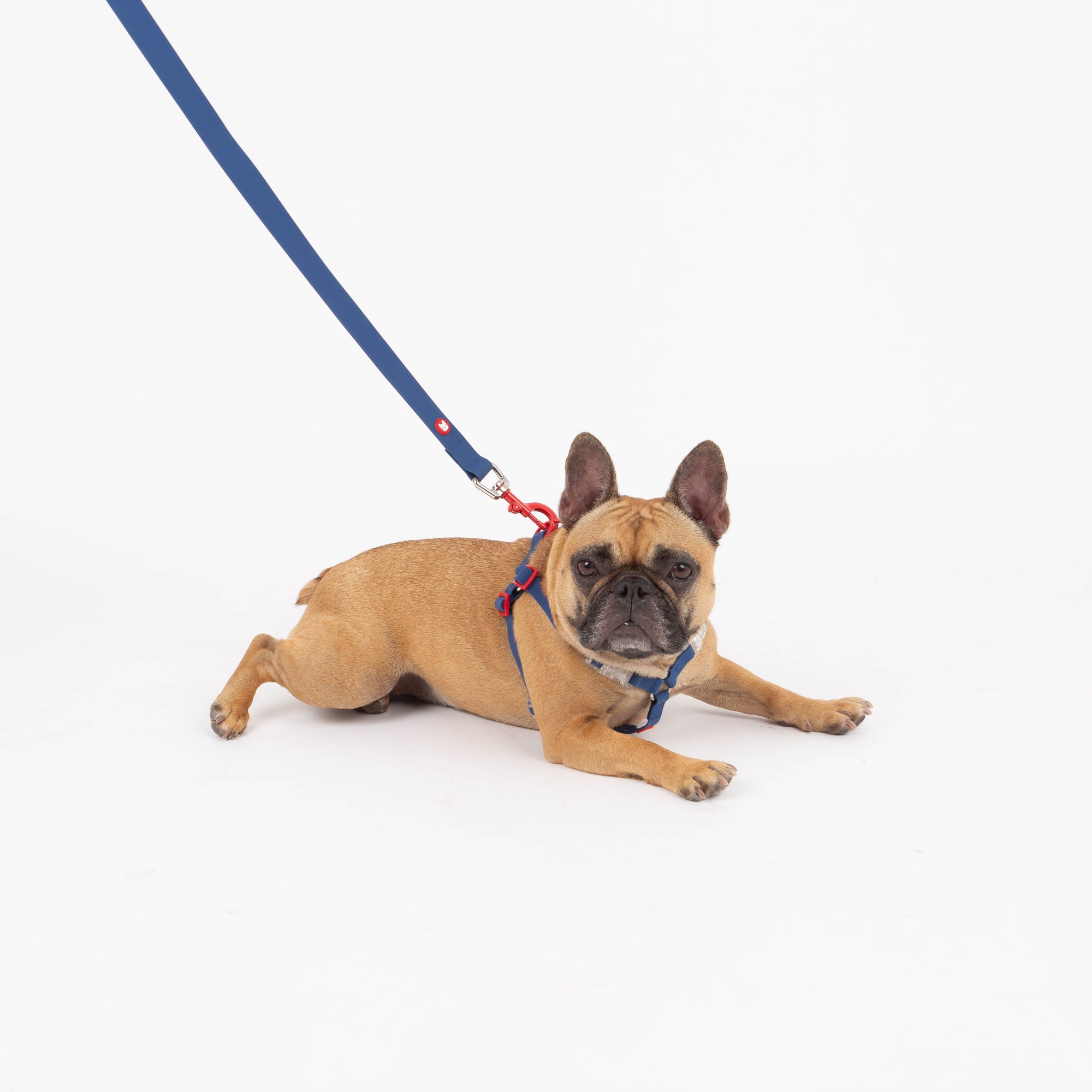 Dog with the Maximus blue leash and harness lying on a white background