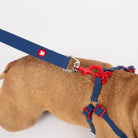 Dog wearing a blue and red harness on a white background
