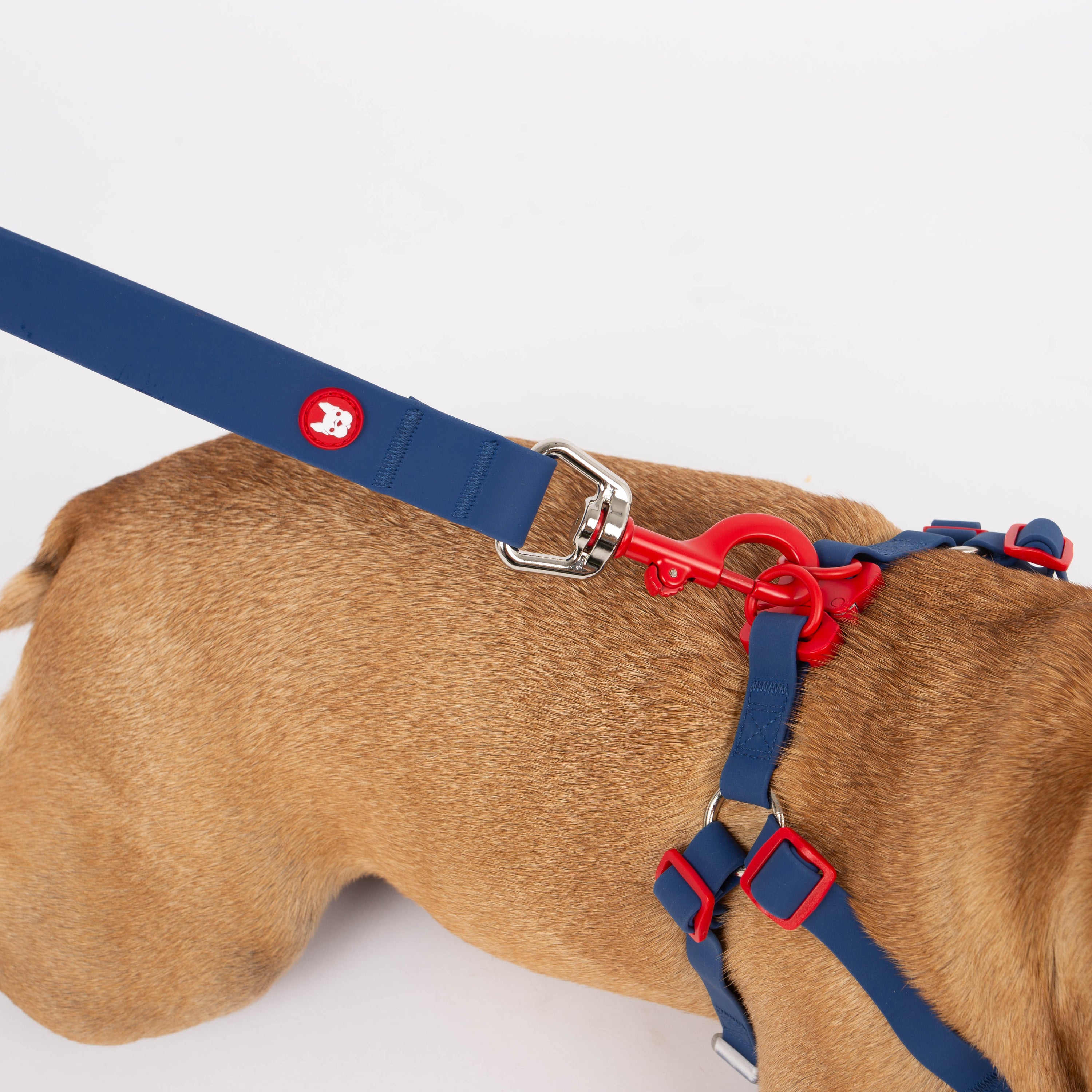 Dog wearing a blue and red harness on a white background