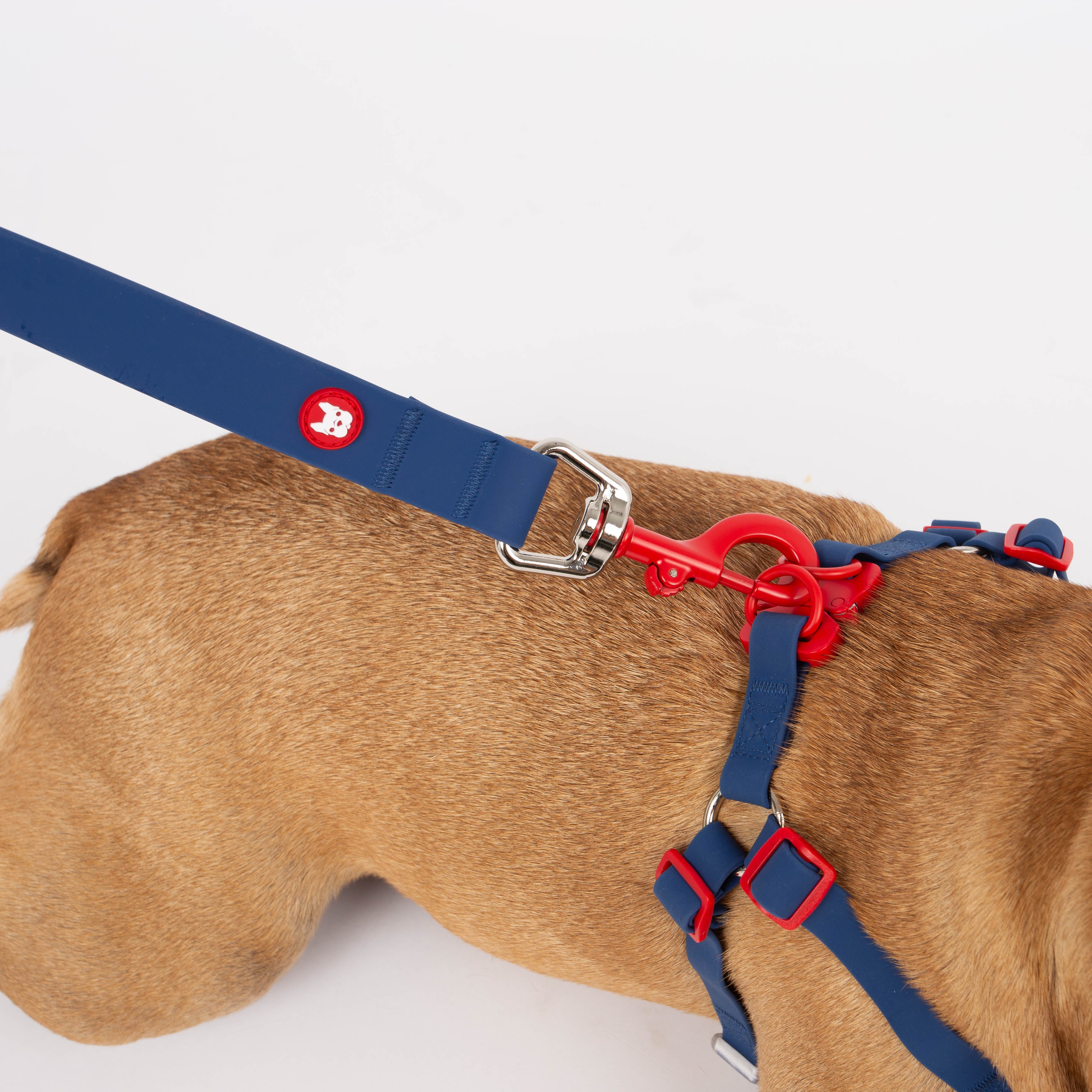 Dog wearing a blue and red harness on a white background
