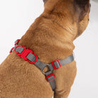 Dog wearing a red and gray harness on a white background