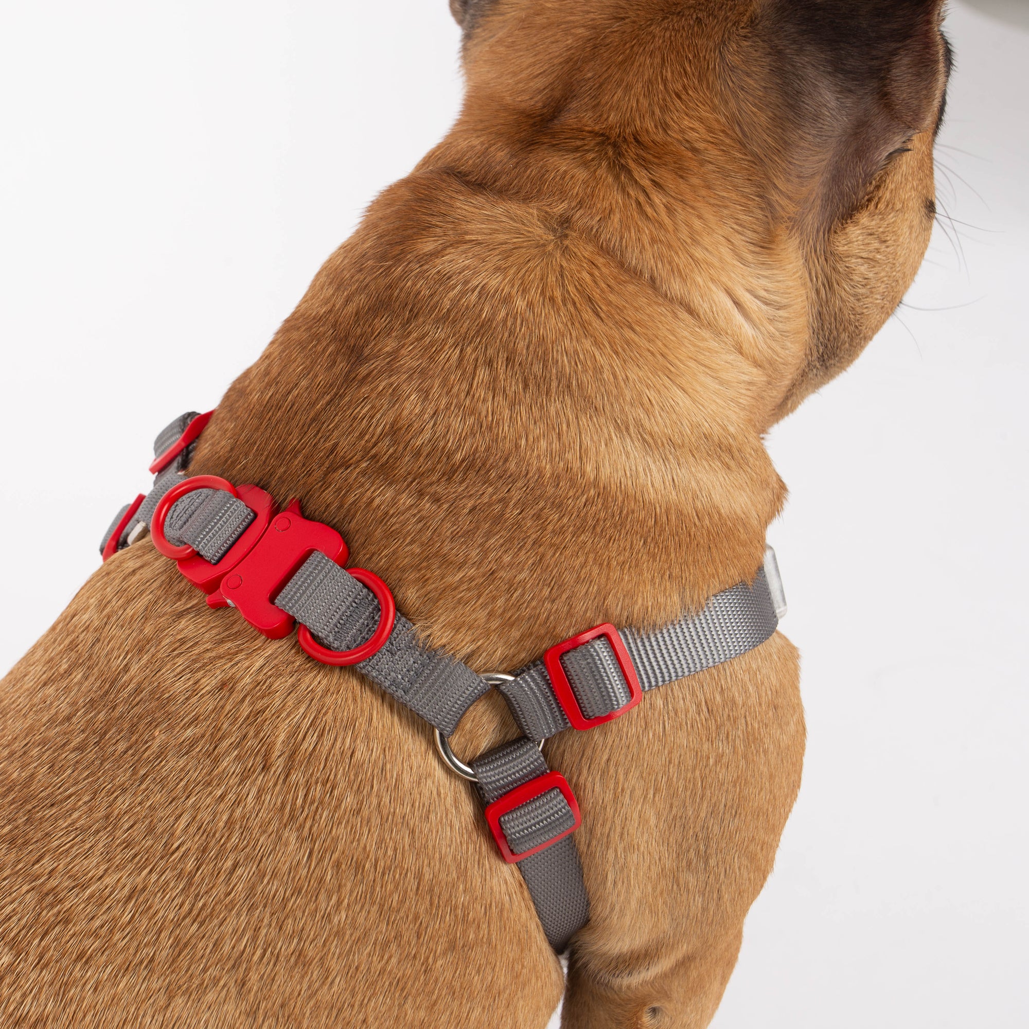 Dog wearing a red and gray harness on a white background