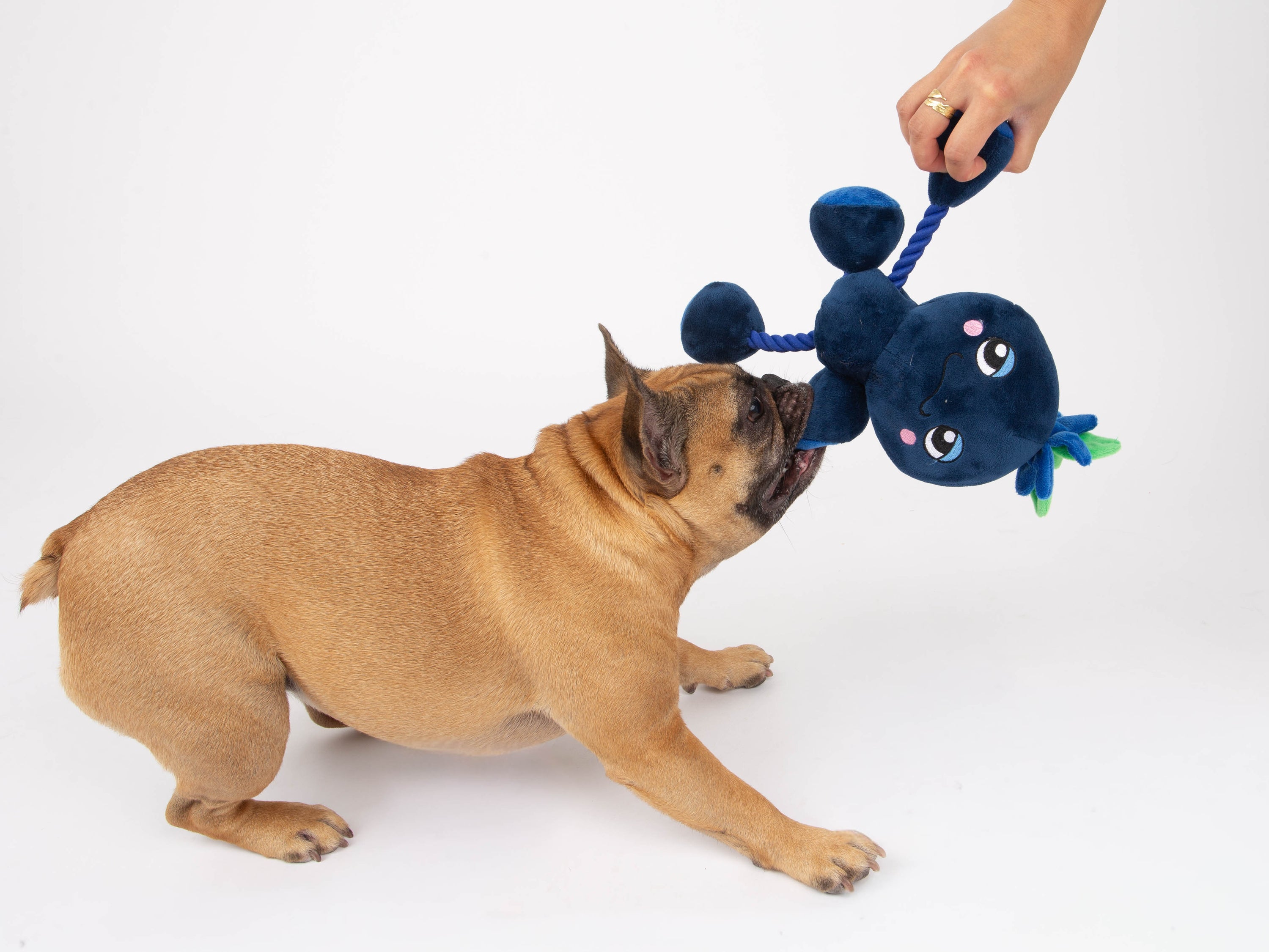 Ropez Rope Body Fruit Friends  Dog Toy - Blue