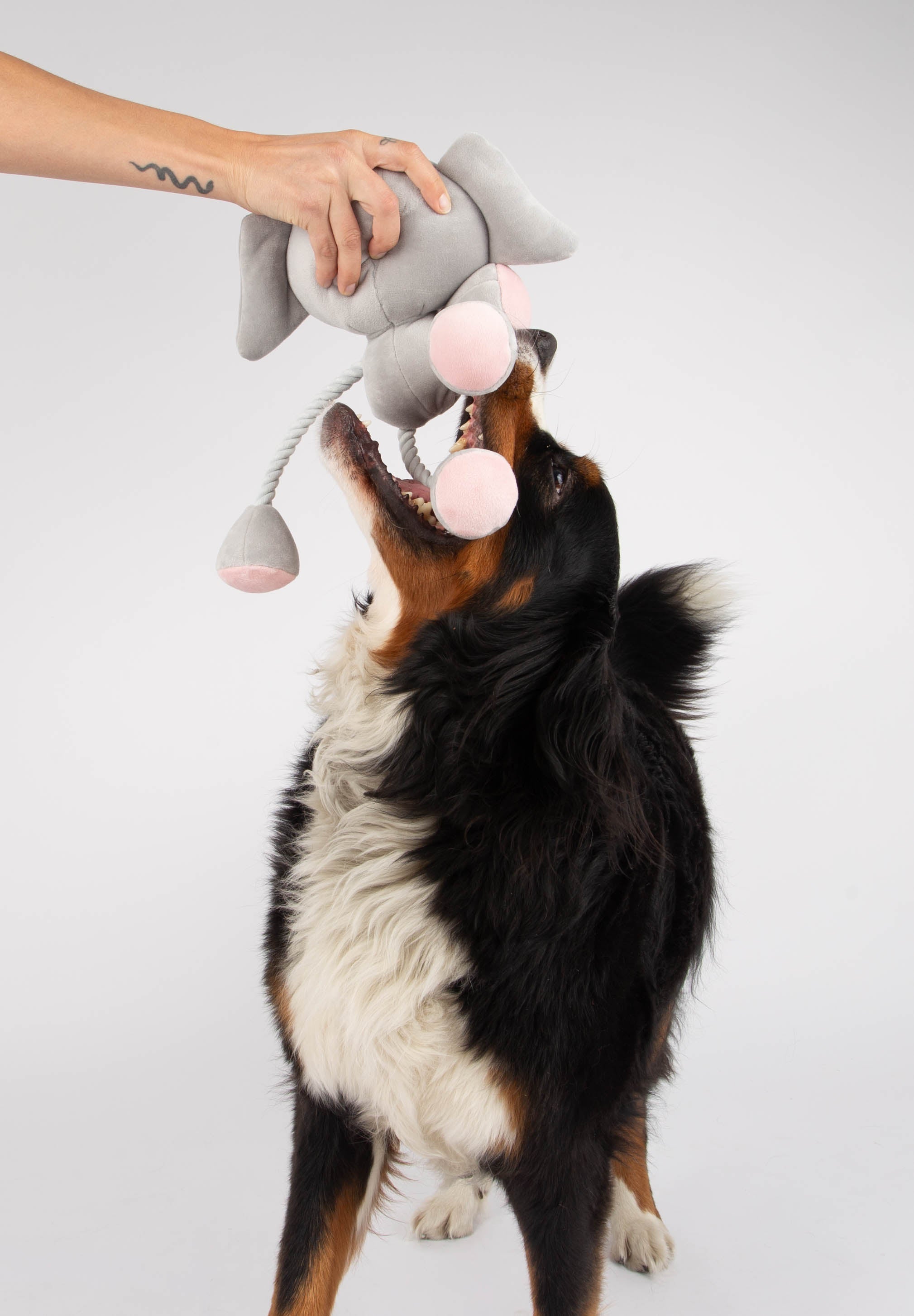 Ropez - Rope Body Big Head Jungle Friends  Dog Toy - Elephant