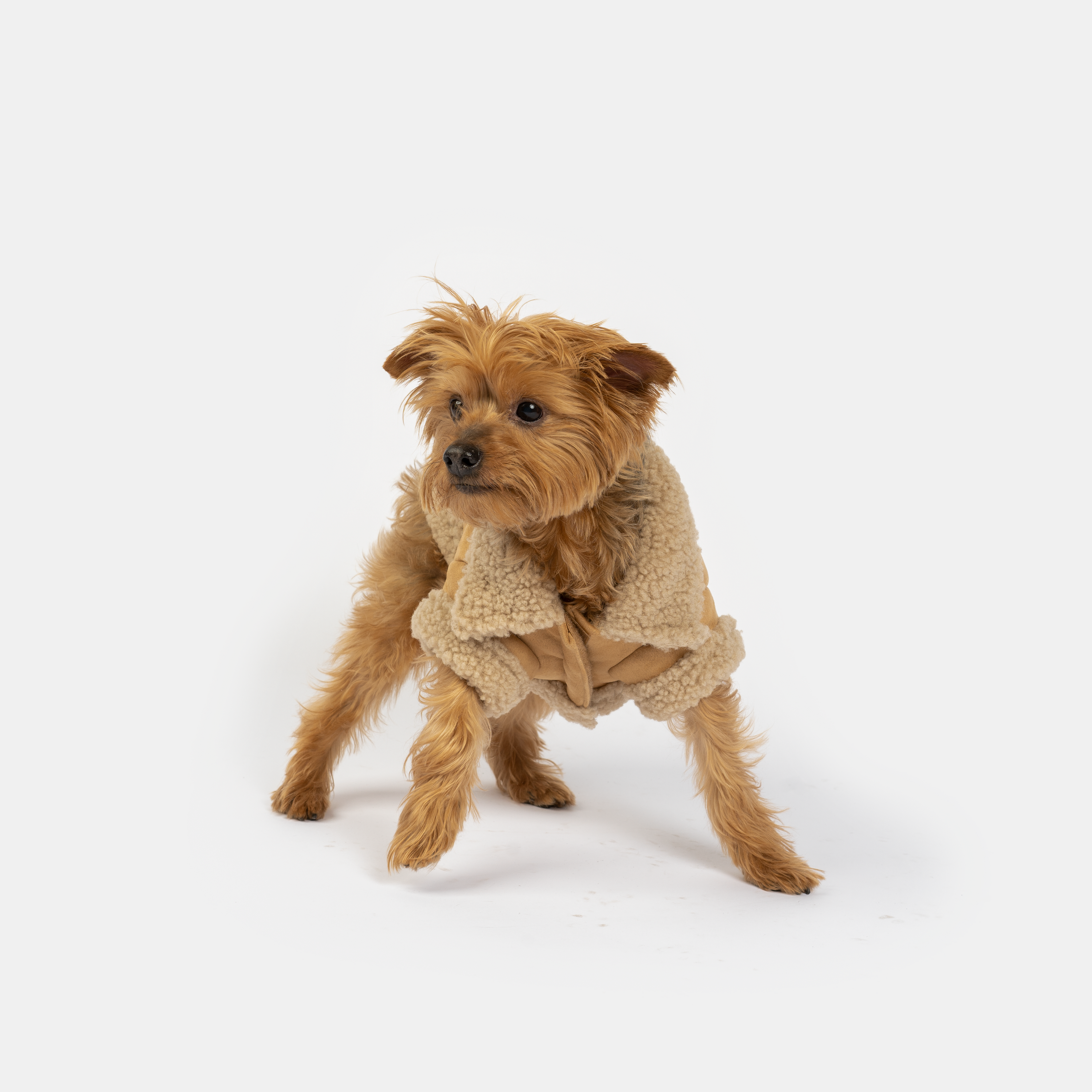 Millie Dog Jacket  Vegan Suede with Sherpa Trim & Poop Bag Dispenser