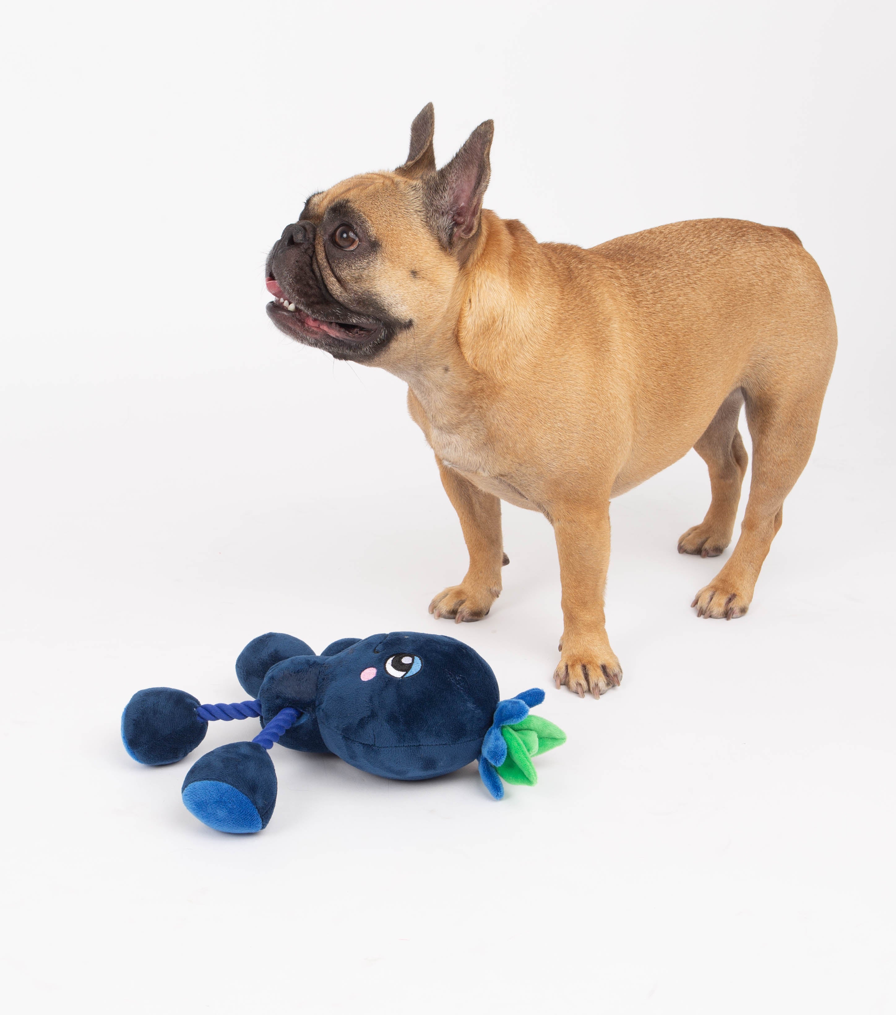 Ropez Rope Body Fruit Friends  Dog Toy - Blue