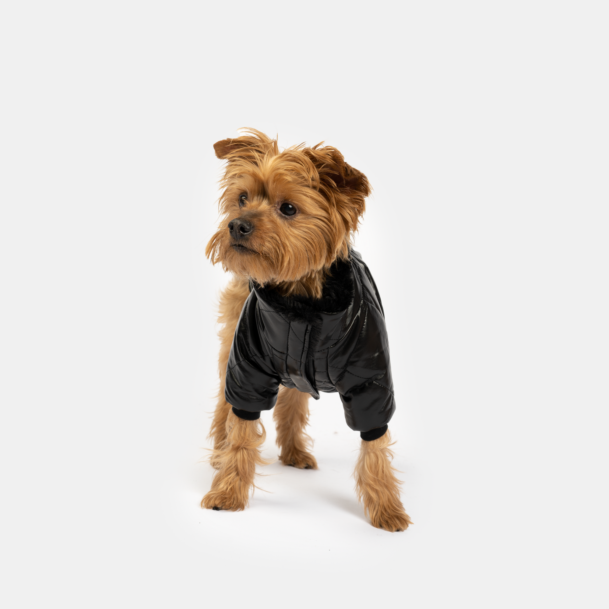 Phoenix Dog Jacket - Black | Quilted Vegan Leather Coat with Faux Fur Lining