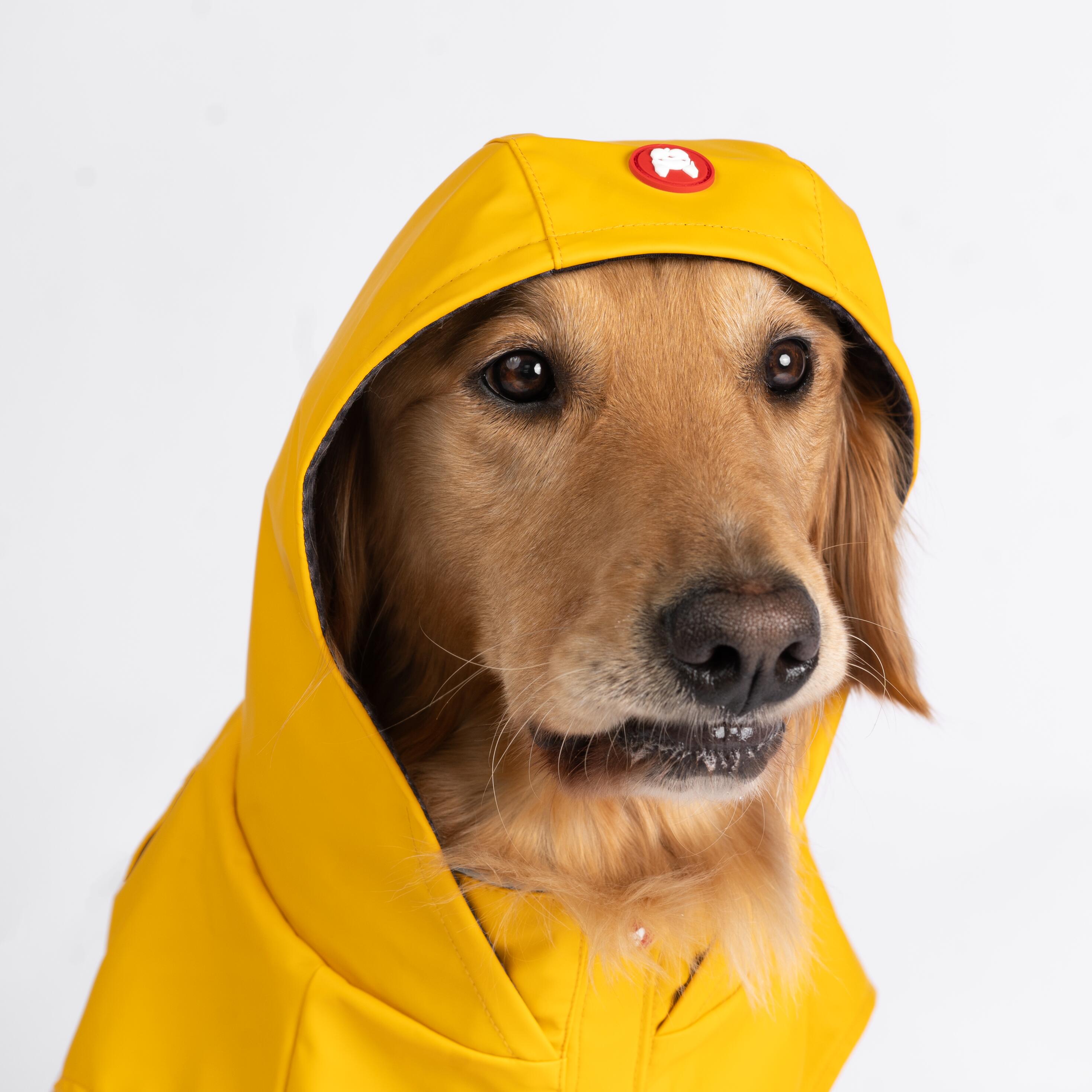 Aden 2.0 Dog Raincoat Yellow  Stylish, Waterproof, Adjustable, with Reflective Piping & Sun Alert Patch