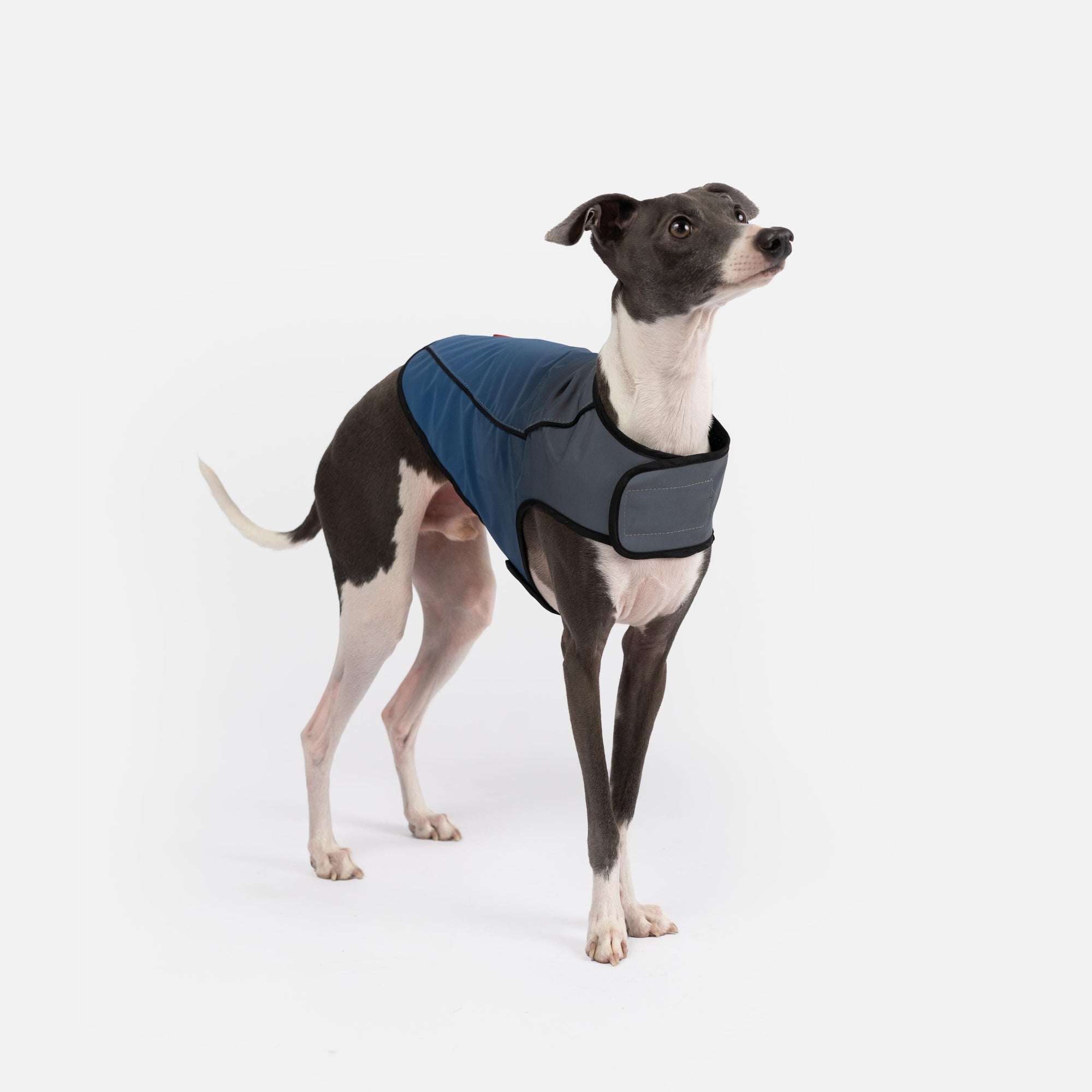ARLO High-Visibility Dog Vest  Reflective, Water-Repellent, Breathable Mesh | Safe & Stylish Outdoor Wear