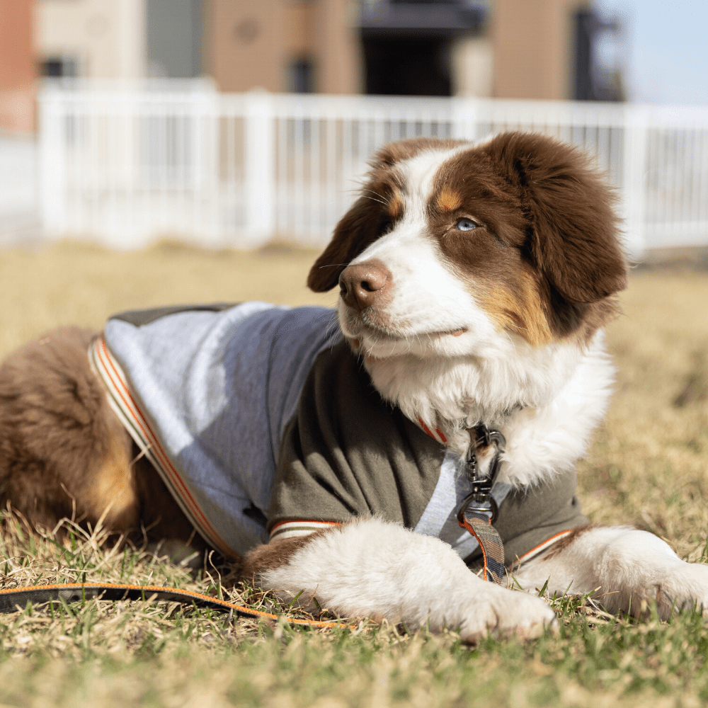 Non slip 2025 booties for dogs