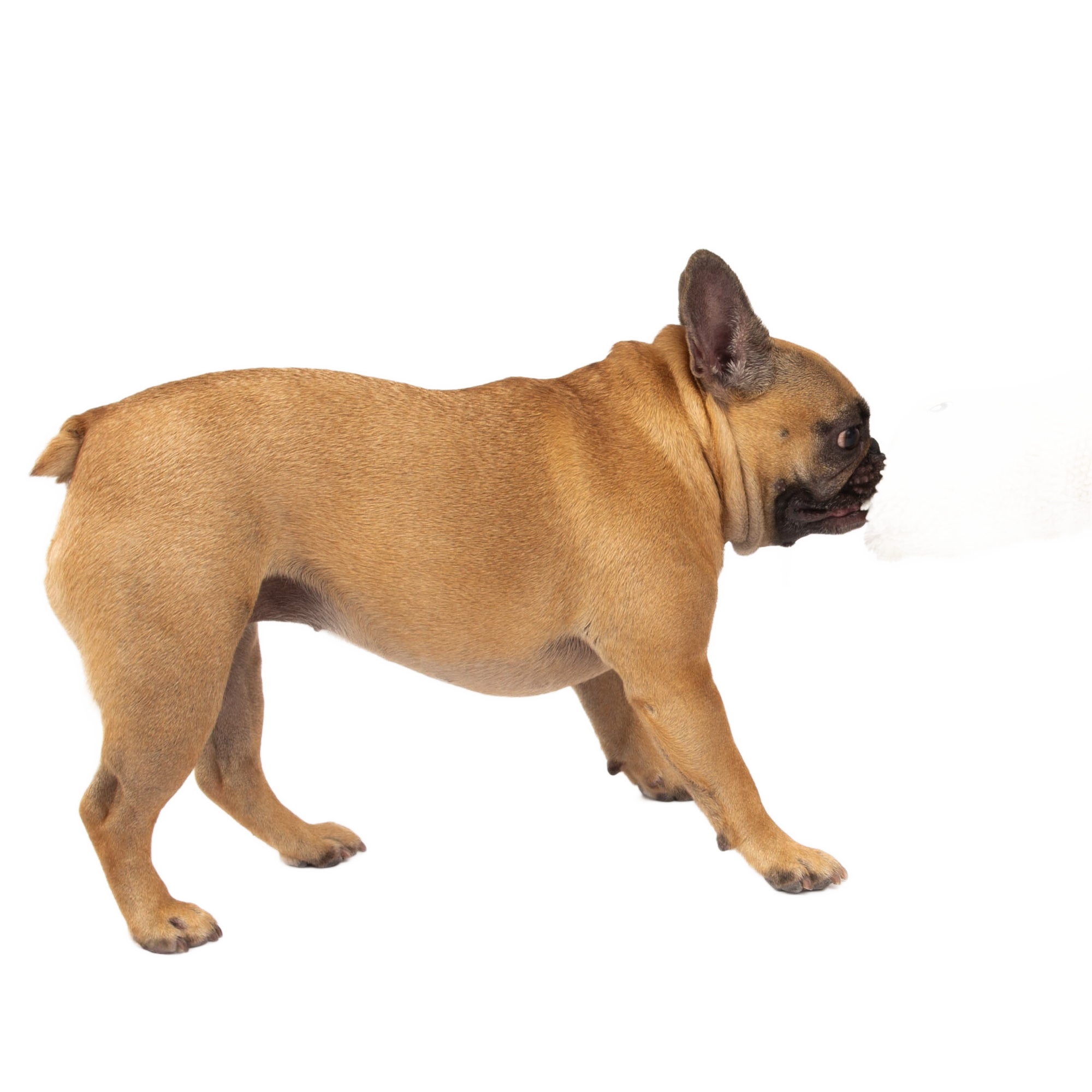 Image from Lam Dog Toy, Farm Animal Line, Plush - Copy