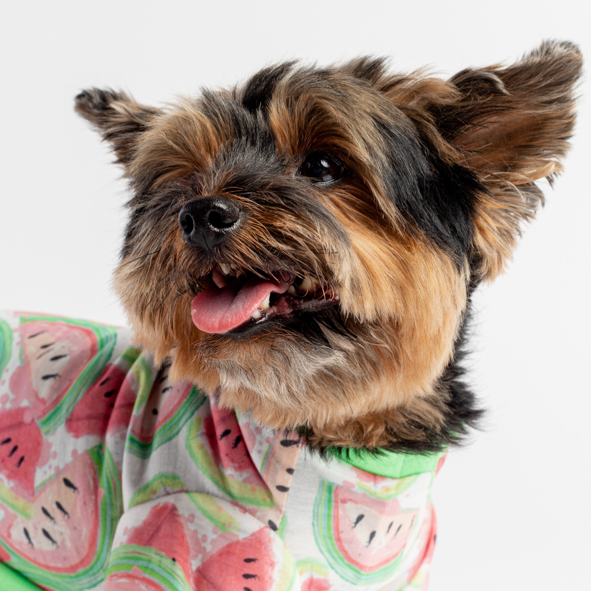 Watermelon Fruit Dog Pajamas  Soft & Cozy Velcro Onesie for Pets