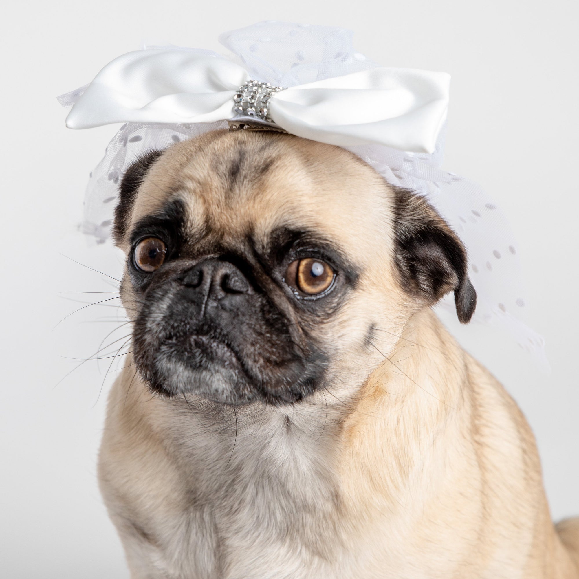 Bridal Veil Dog Costume  Elegant Veil for Weddings & Special Occasions