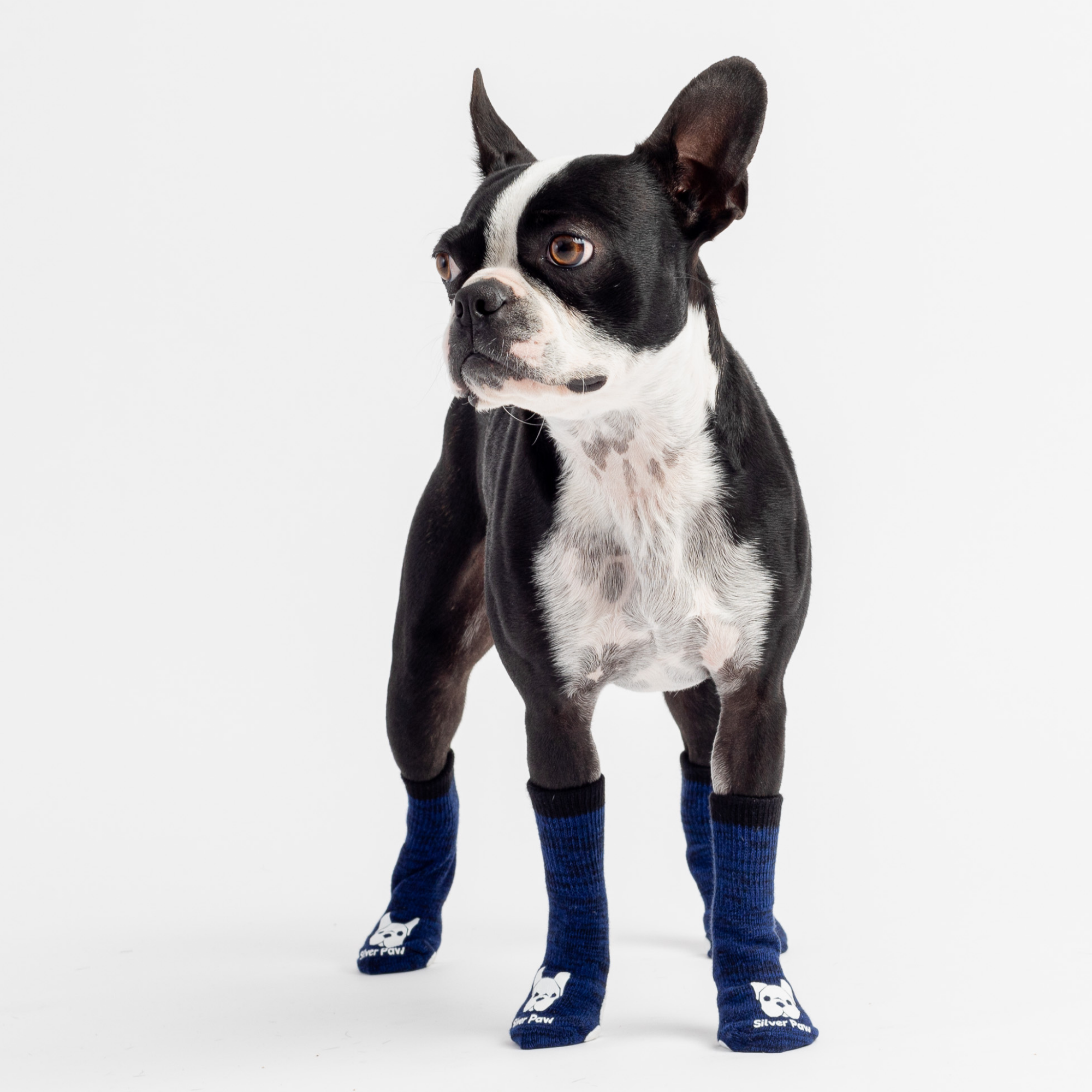 Compression Dog Socks - Blue - Silver Paw