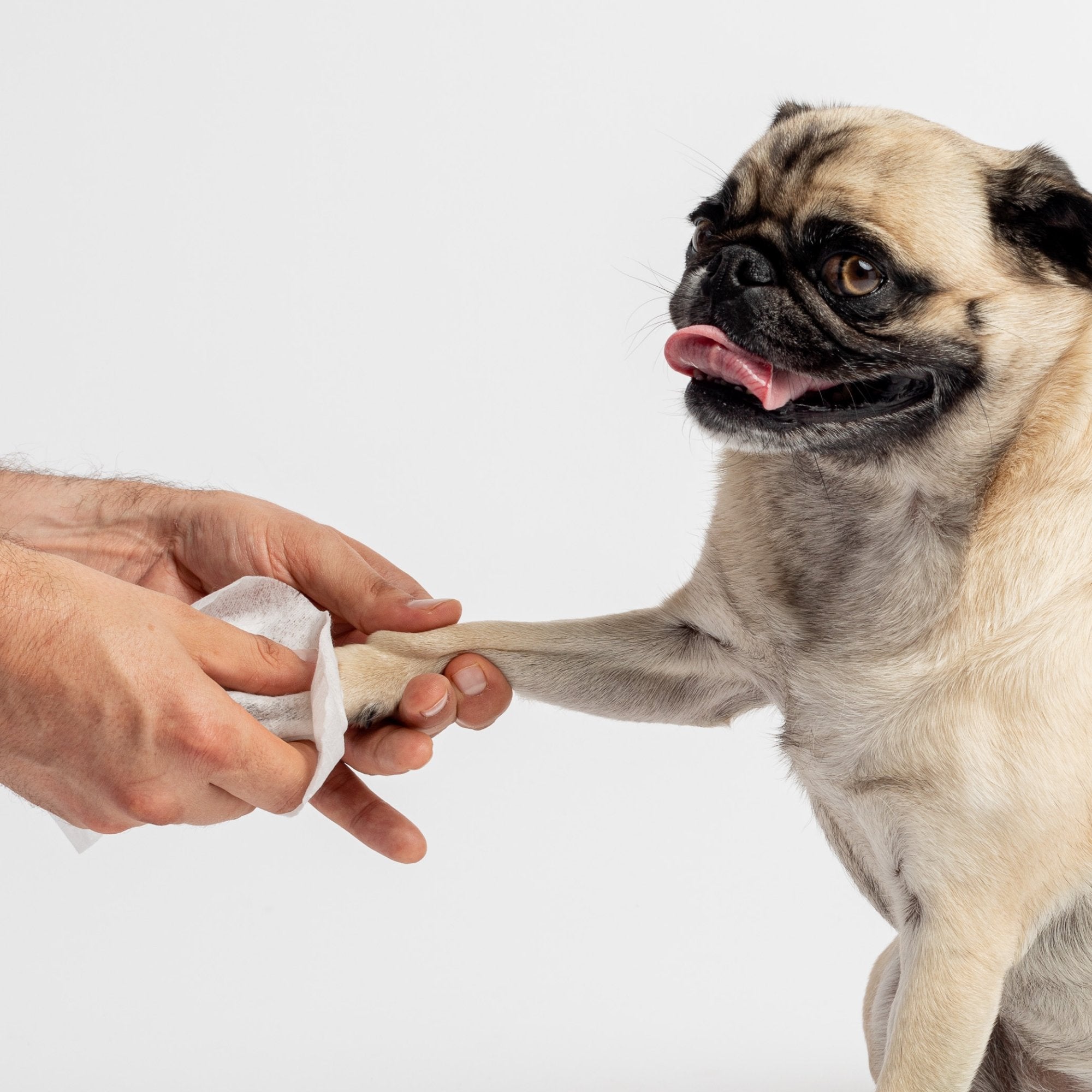 75 Fragrance Free Dog Wipes - Silver Paw