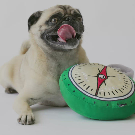 Compass- Dog Toy