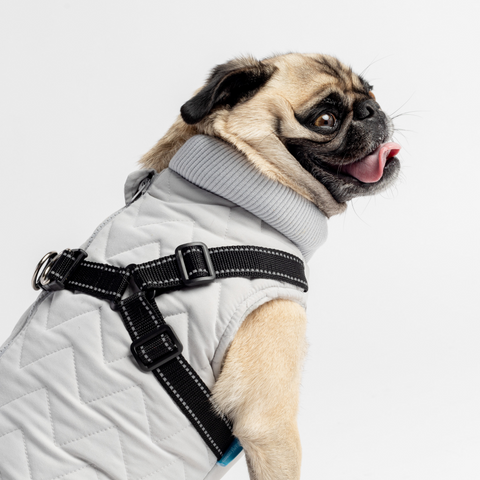 Dog coat with harness 2024 attached