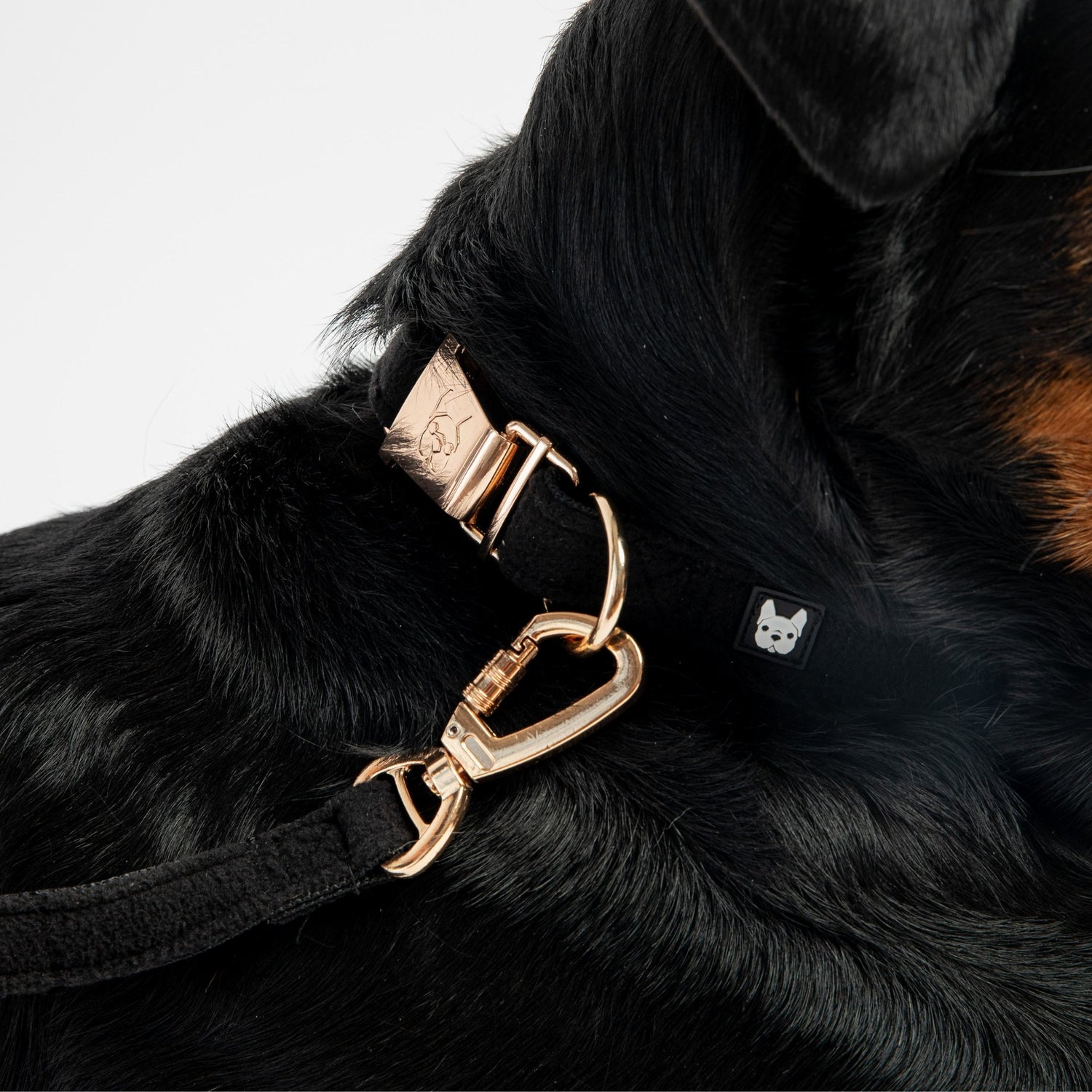 Aquafleece Dog Collar - Black - Silver Paw