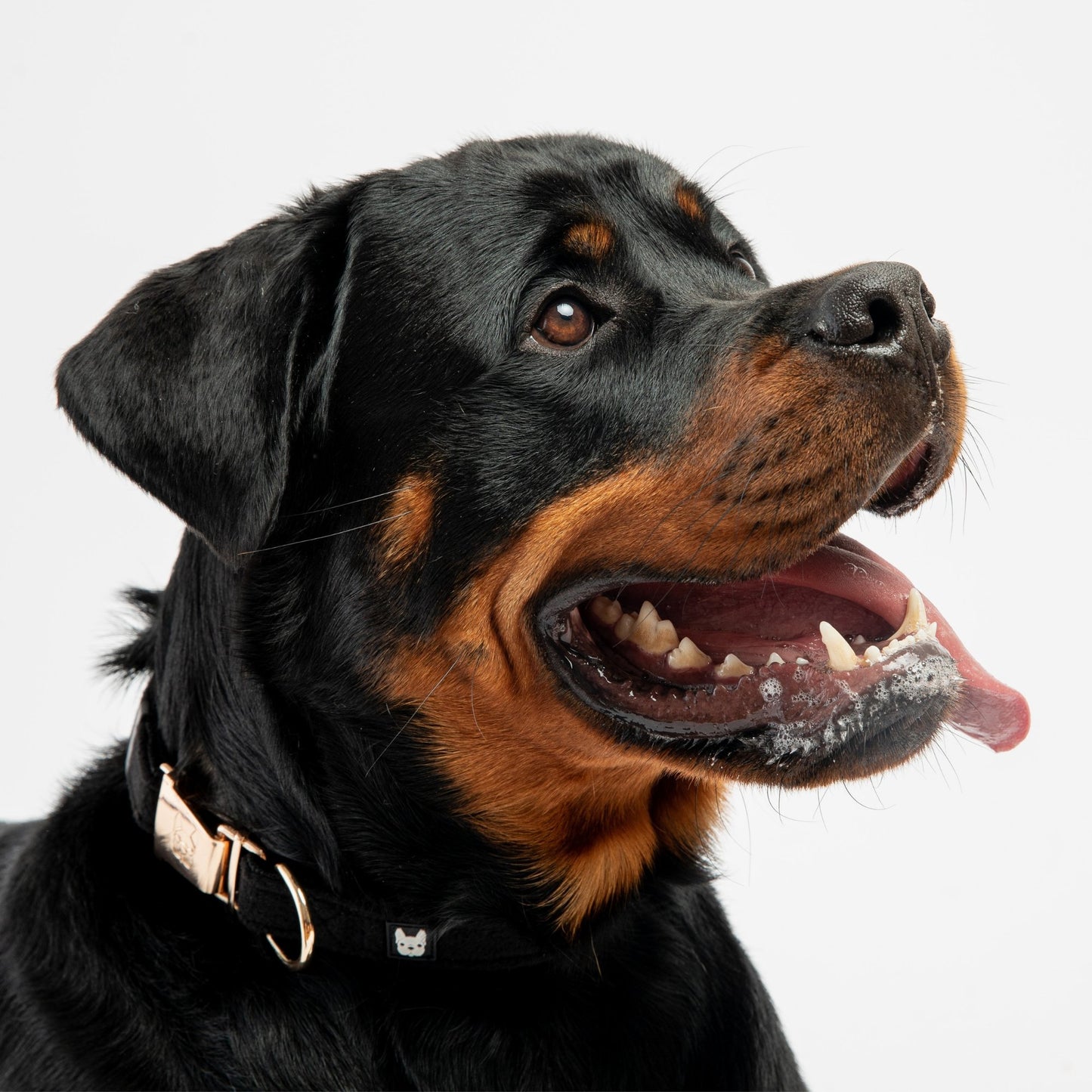 Aquafleece Dog Collar - Black - Silver Paw