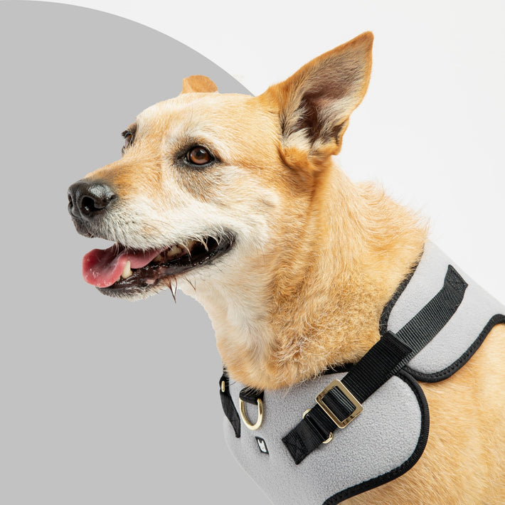Aquafleece Dog Harness - Grey - Silver Paw