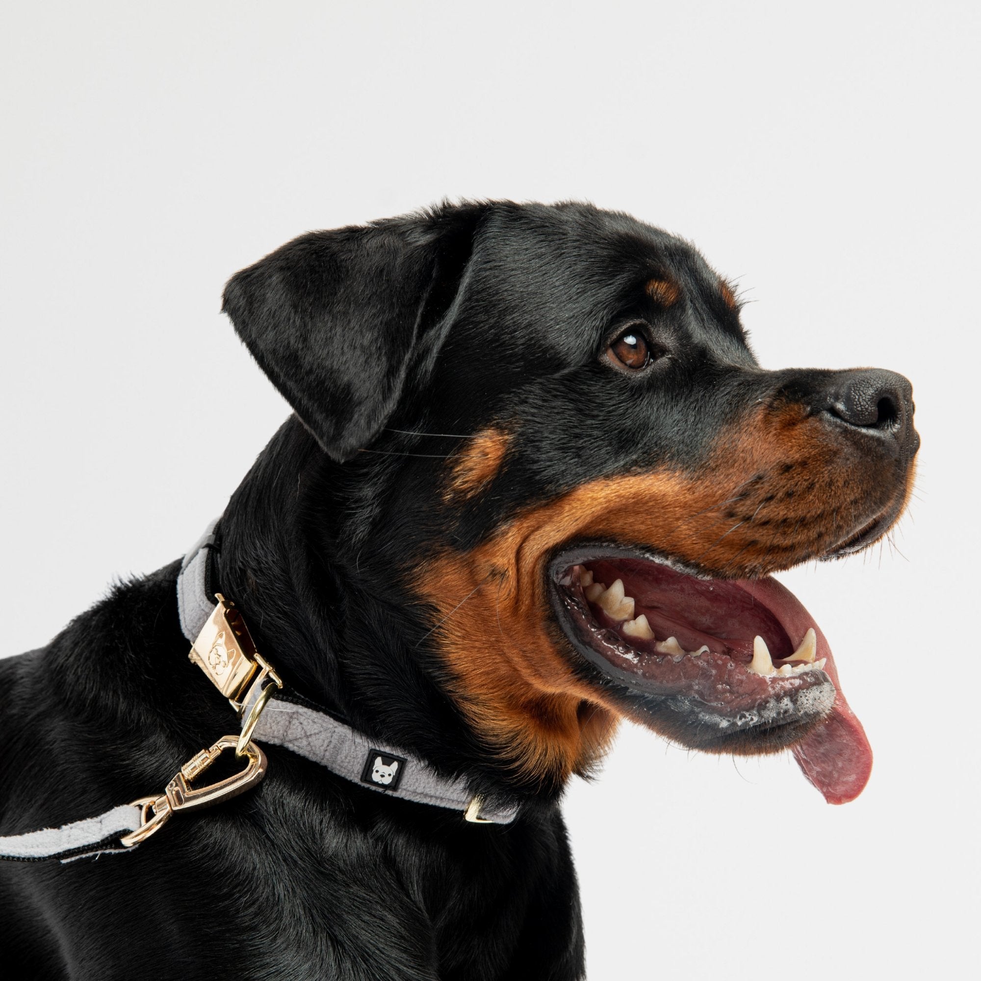 Aquafleece Dog Leash - Grey - Silver Paw